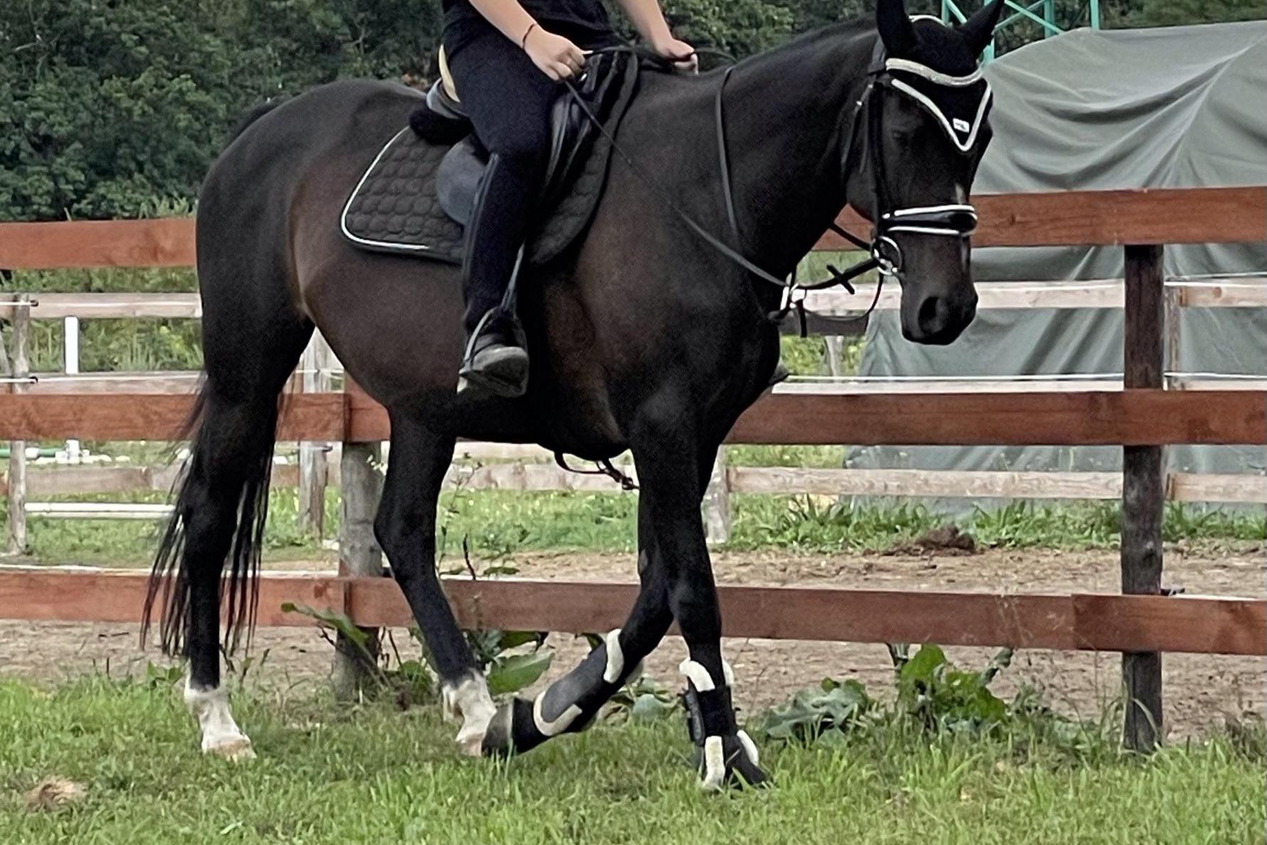 Horseland Adelle, s.r.o.
