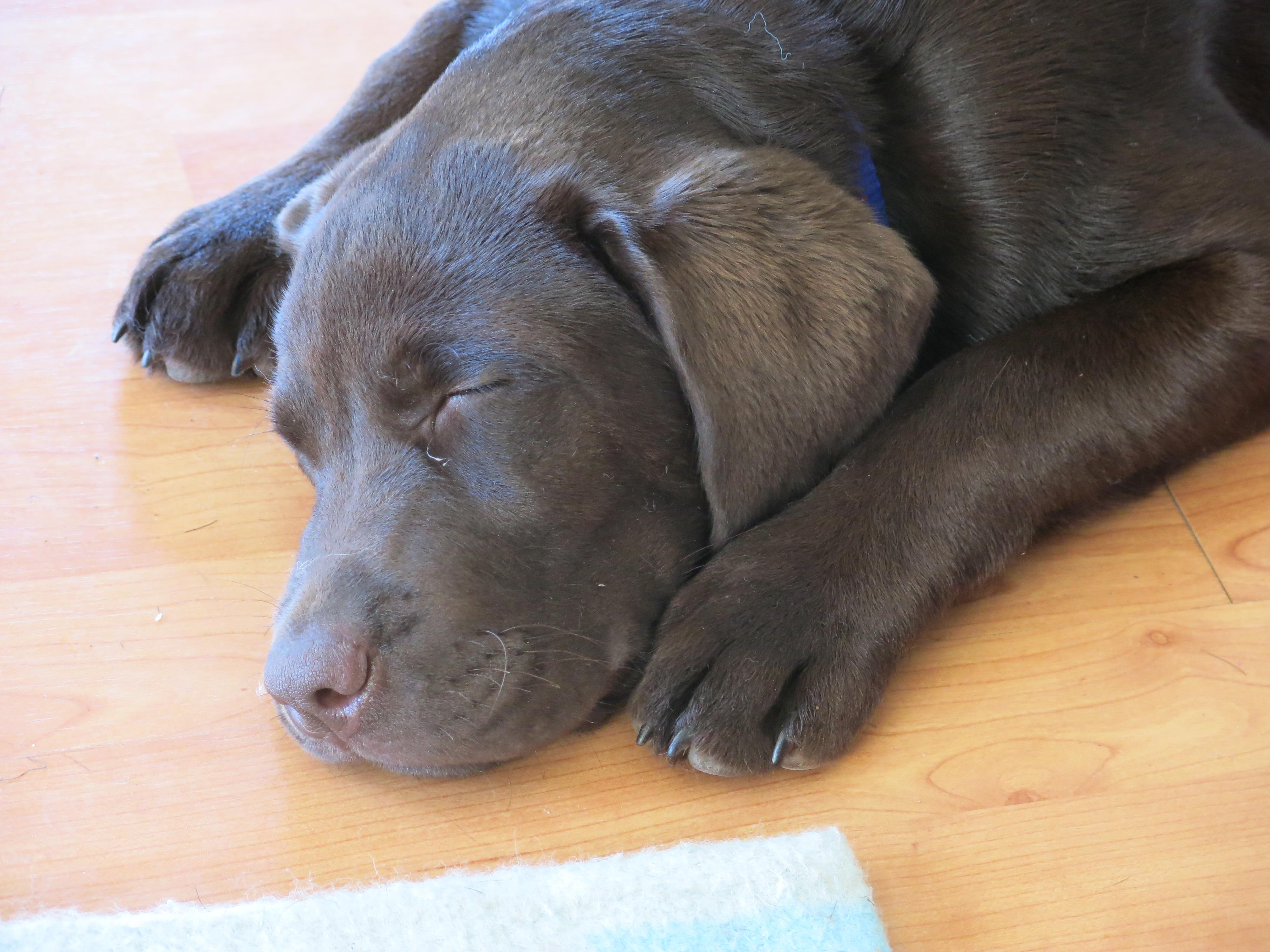 Ranč u Dany - Chovatelská stanice foto 3