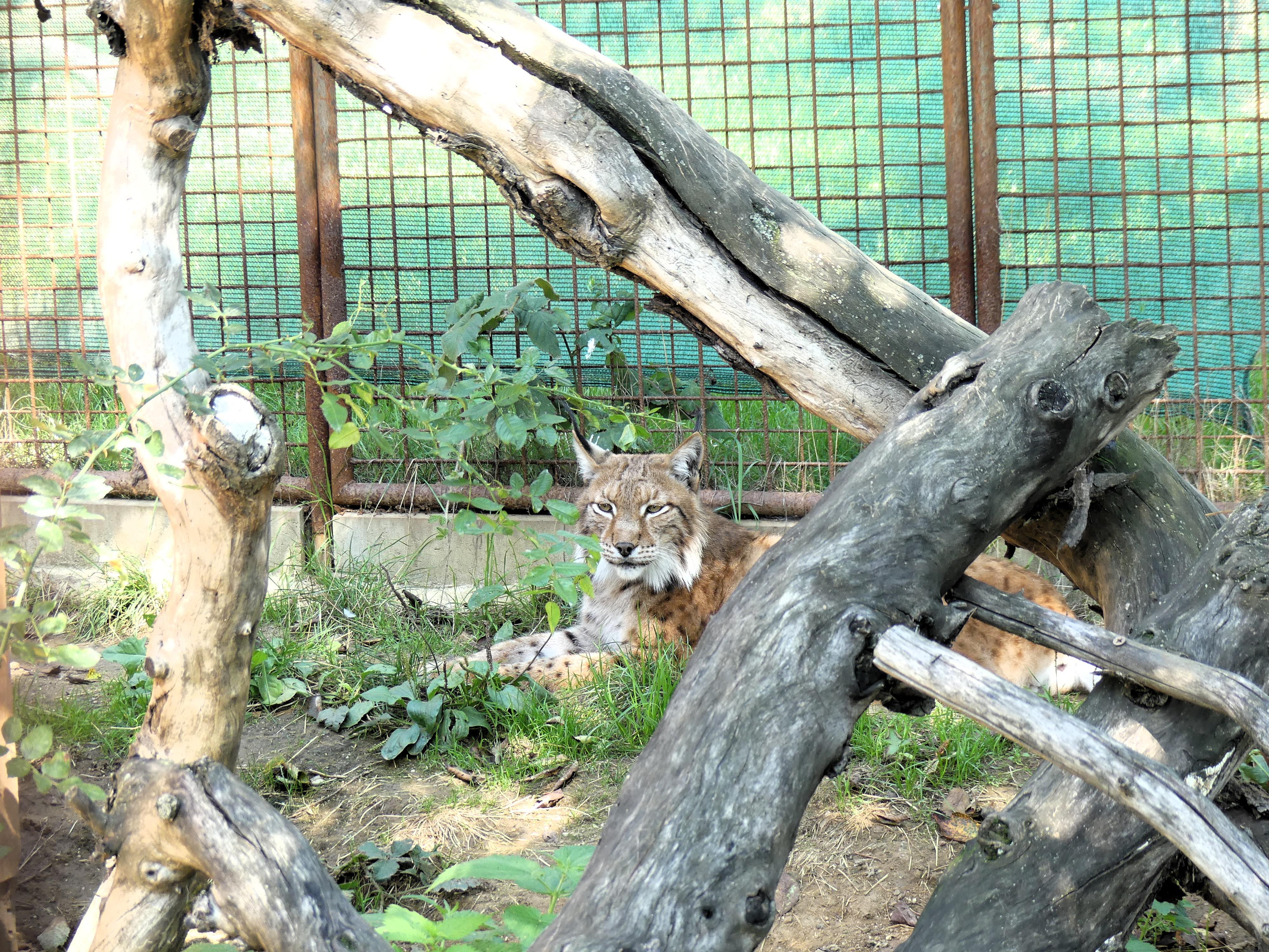 Minizoo - Šelmy, kočky, koťata foto 6