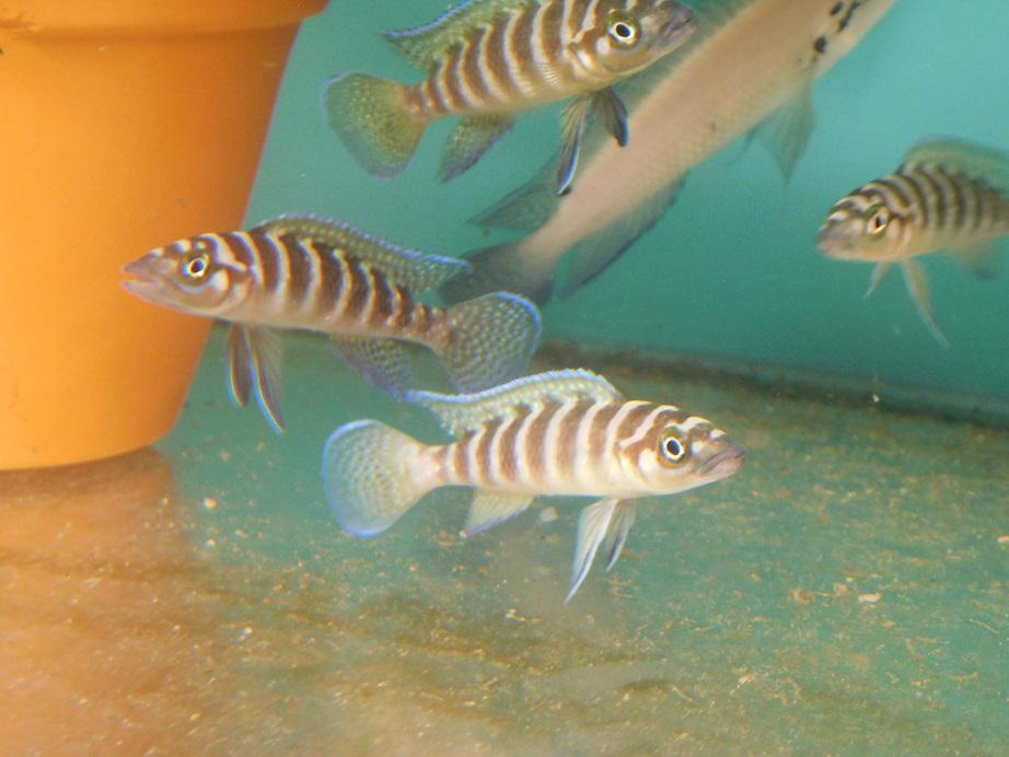 Akvarijní ryby Kula foto 3