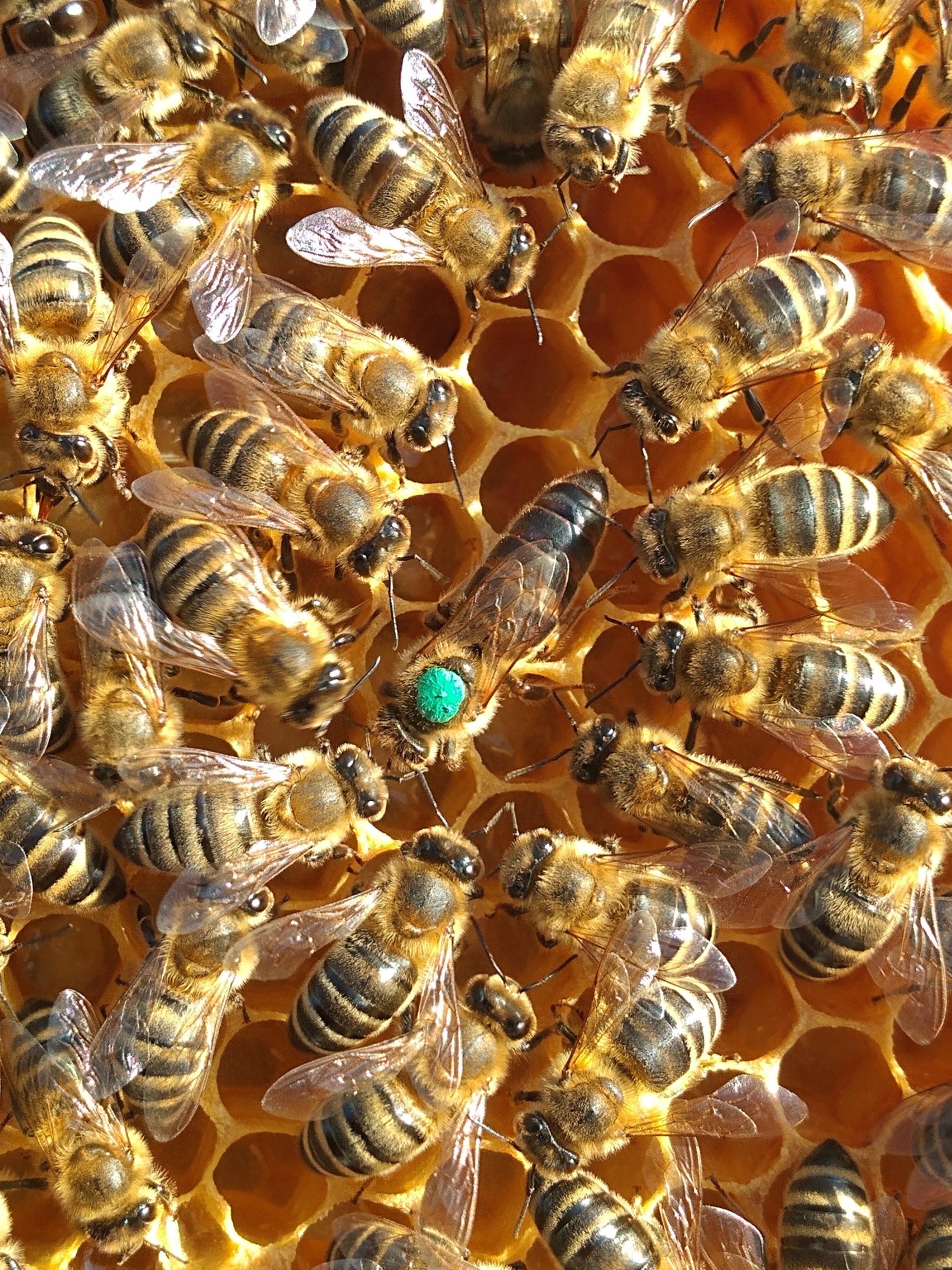 Prodej medu ze dvora foto 6