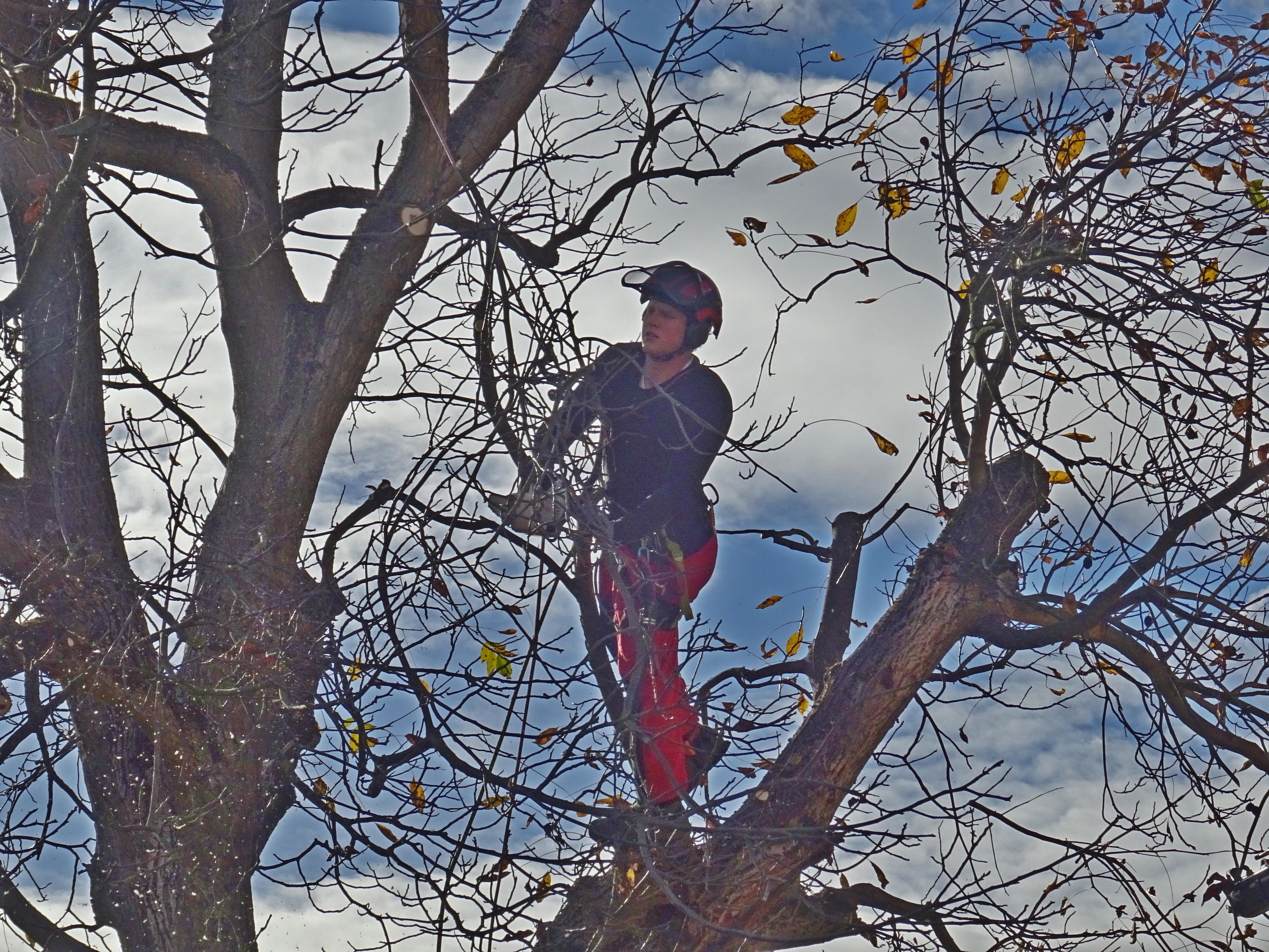 NaStromy - Odborná péče o dřeviny foto 5