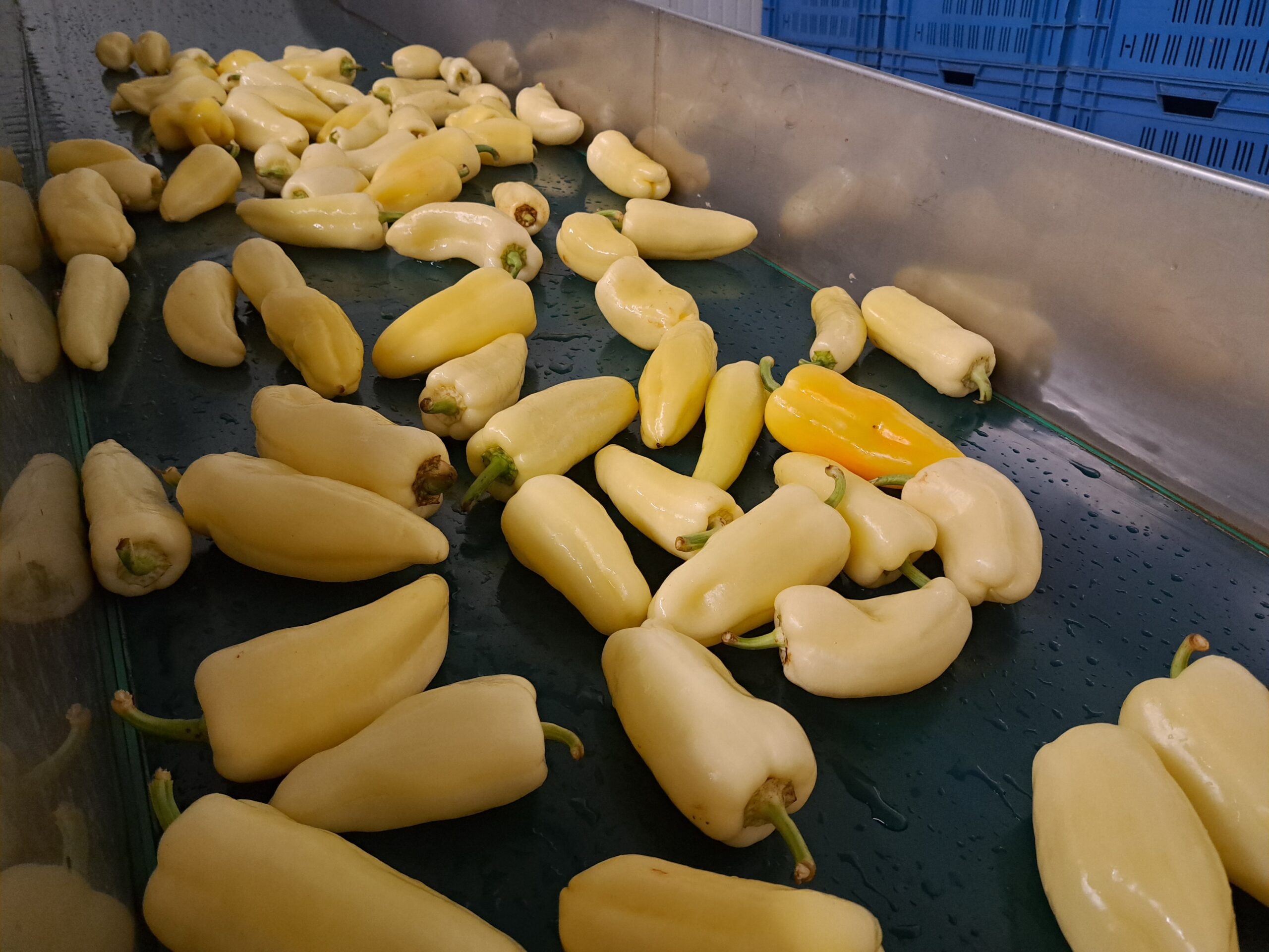 GARDEN Moravia s.r.o. foto 3