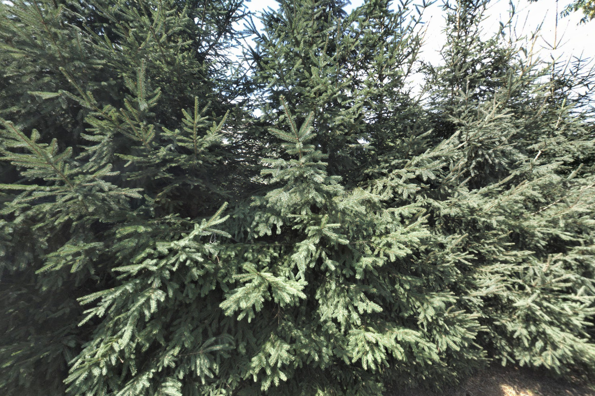 Hufi-design.cz foto 2