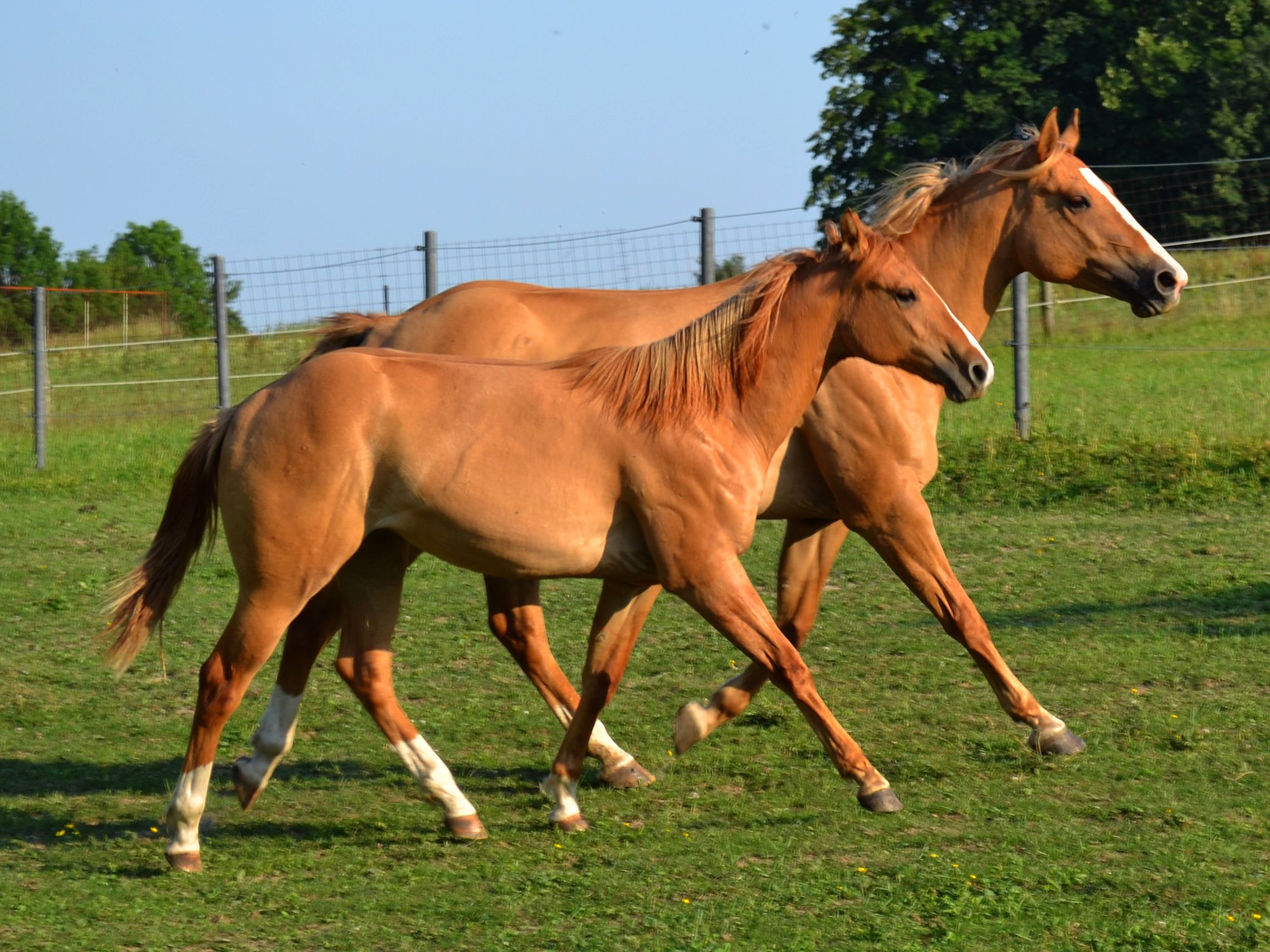 Farma Pod Větrníkem foto 3