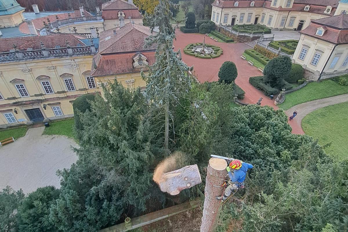 Vojtěch Havíř - Kácení stromů