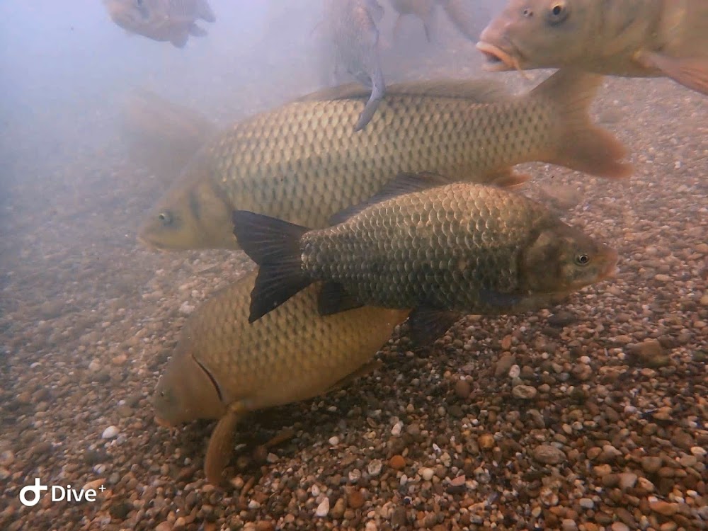 REJNOK DIVERS foto 6