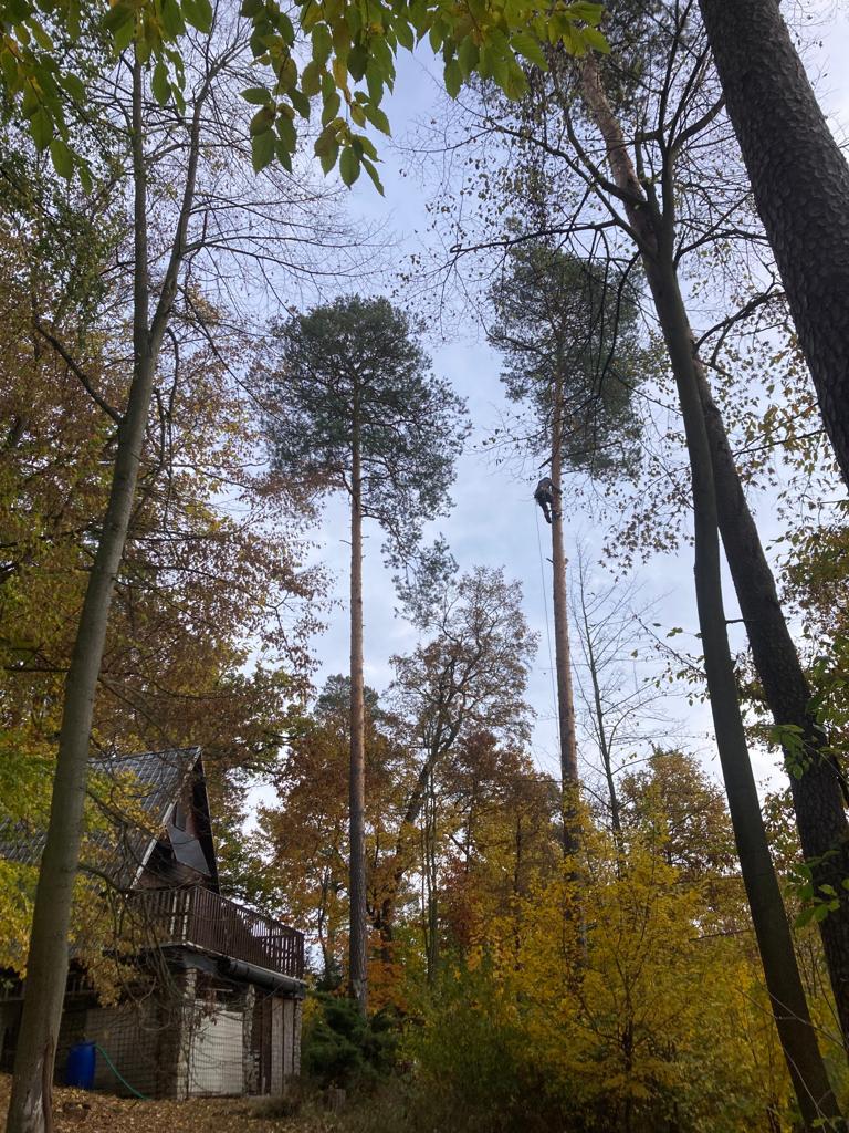 Rizikové kácení Jan Barsony Linhart foto 3