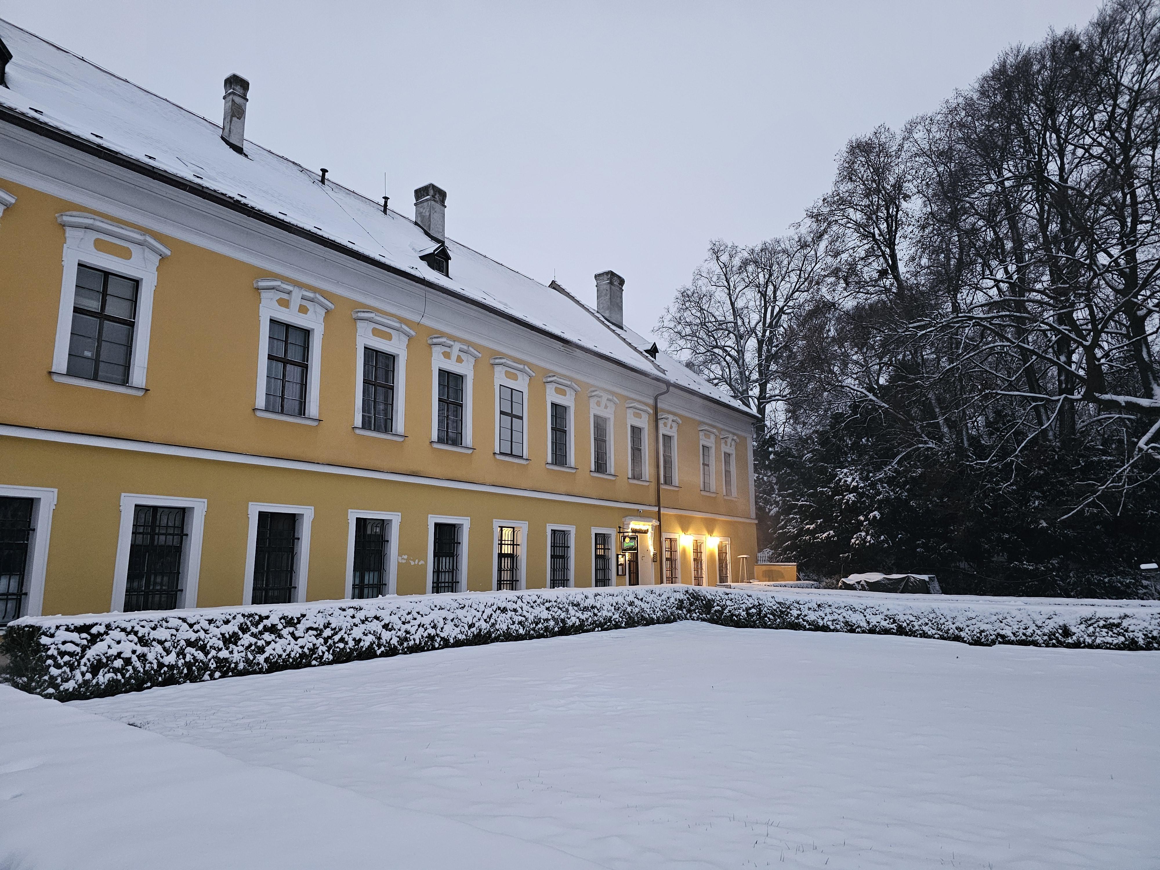 Zámecká růže foto 1