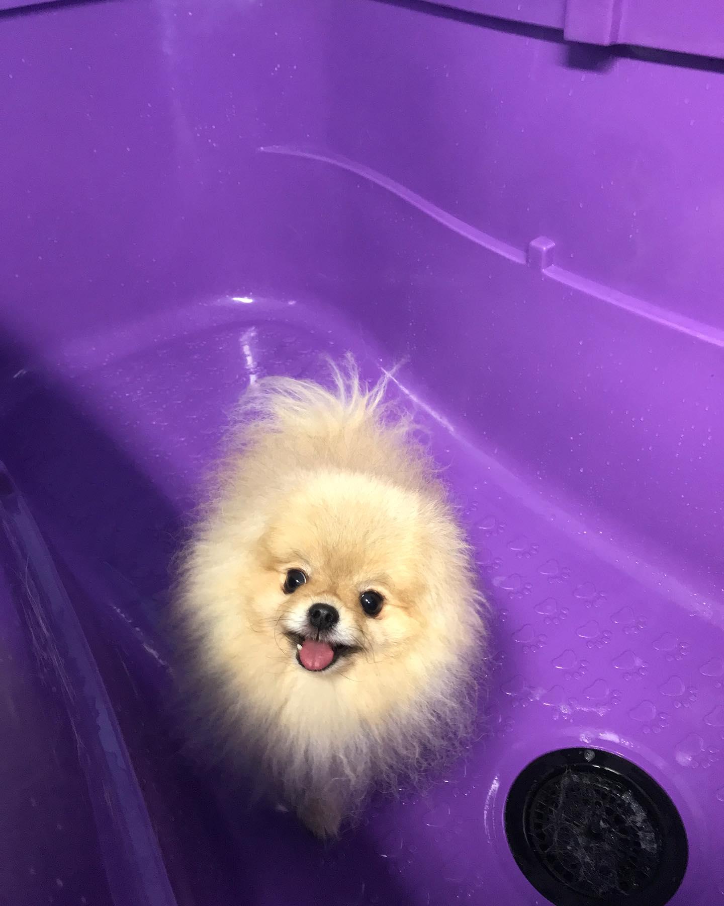 Psí salón Destiny foto 6