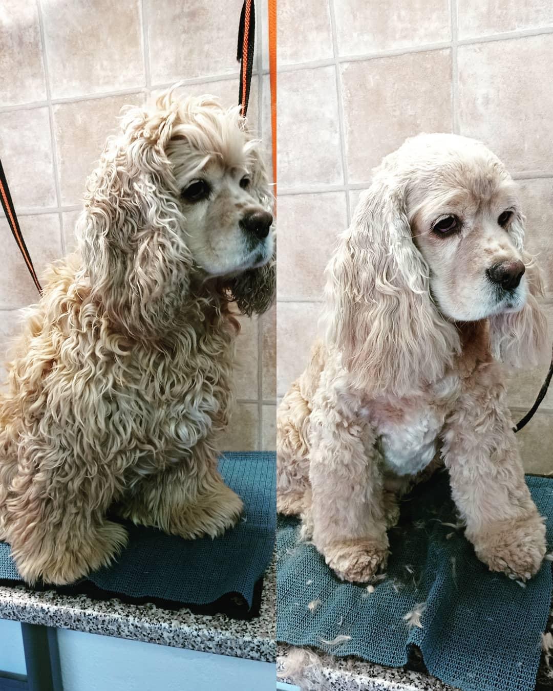 Veronika Švecová - Psí salon foto 3