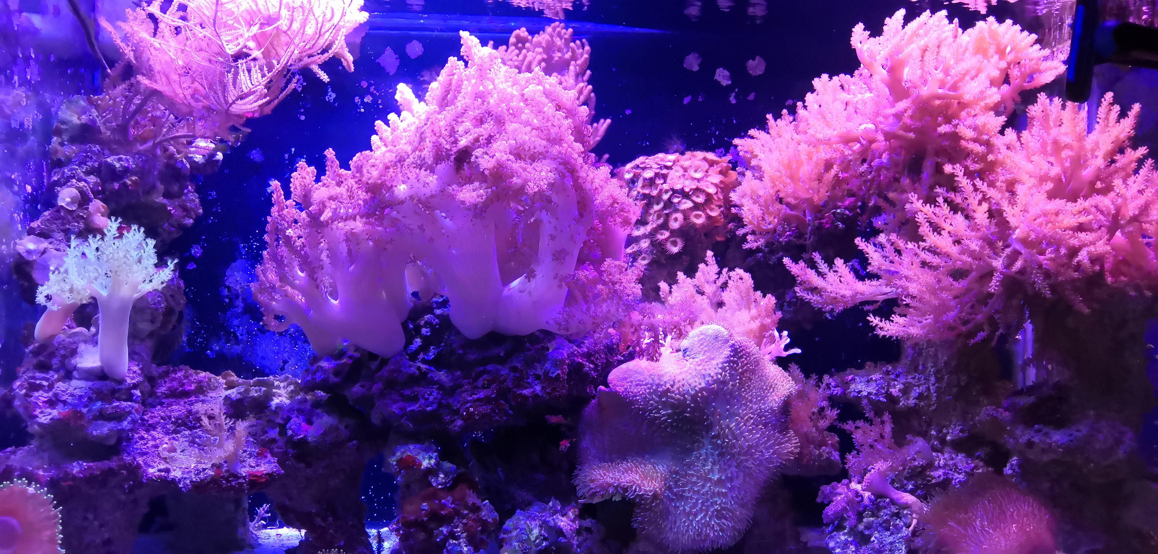 Akvaristika Kolaja foto 3