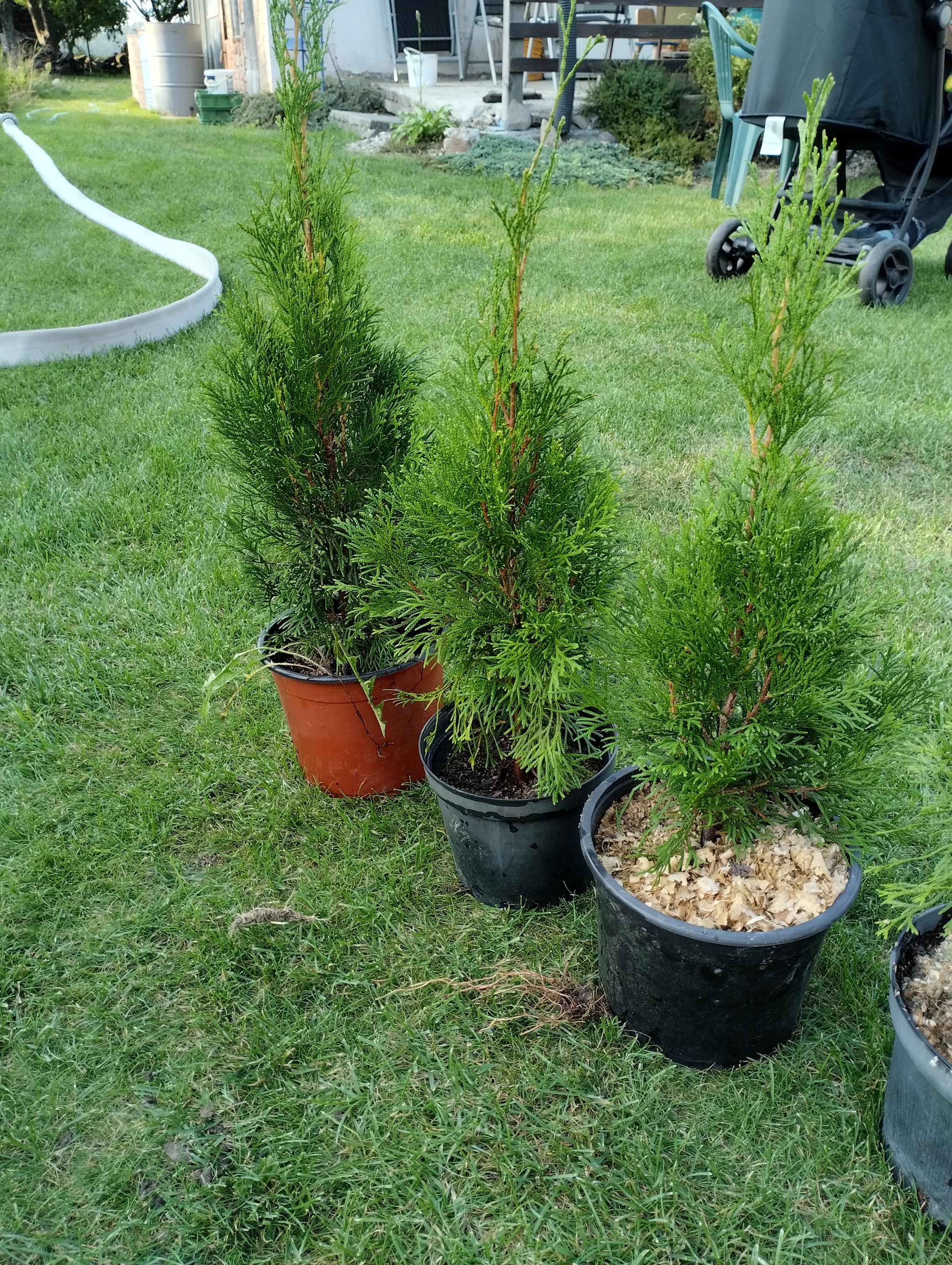 Vladimír Kočí - Zahradní servis foto 6