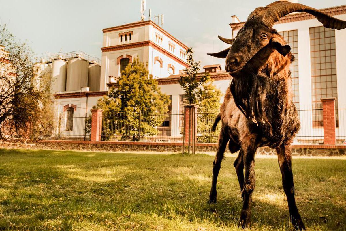 Pivovar Velké Popovice