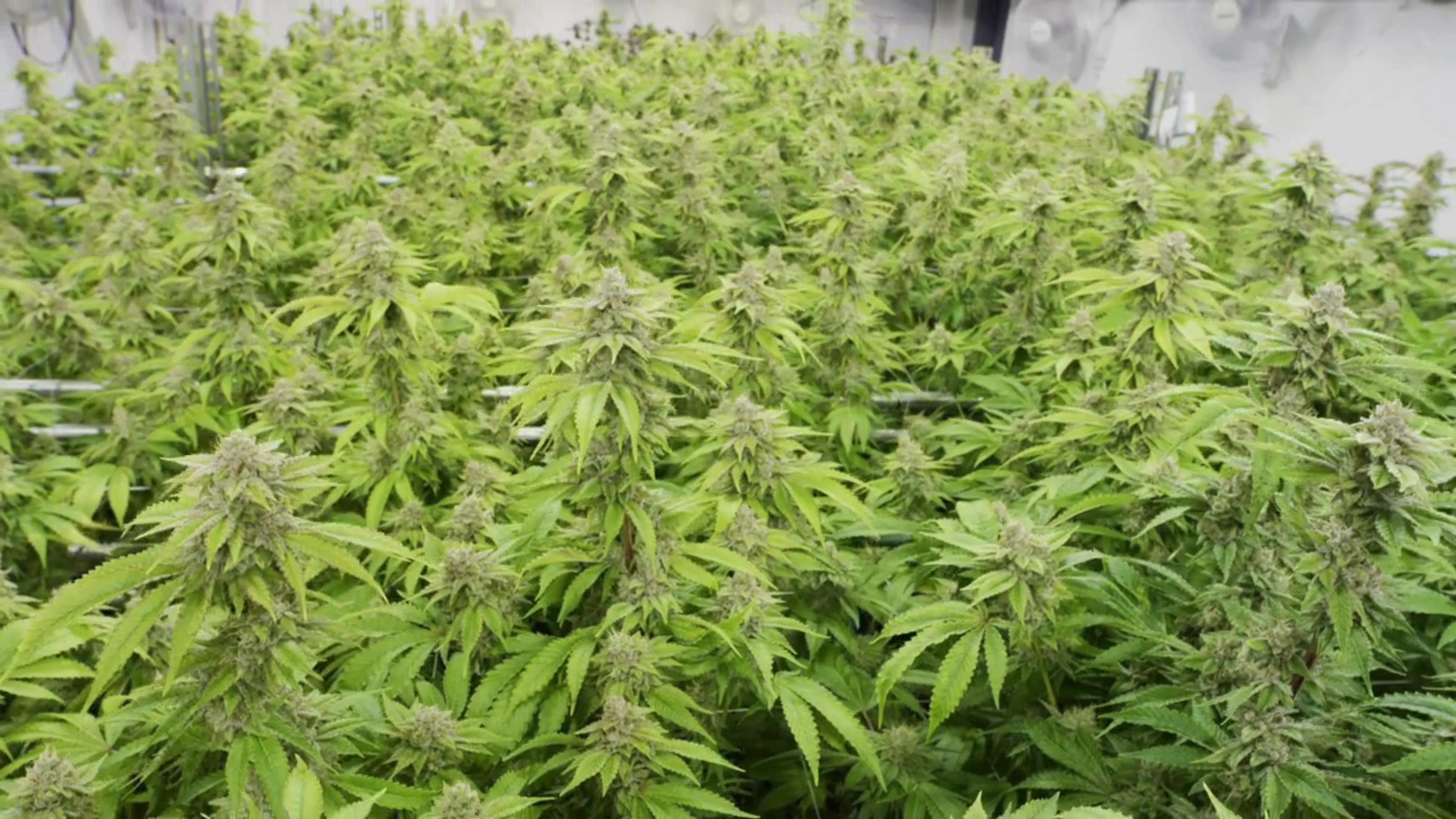 Houseoftrichomes.cz foto 2 (náhled videa)