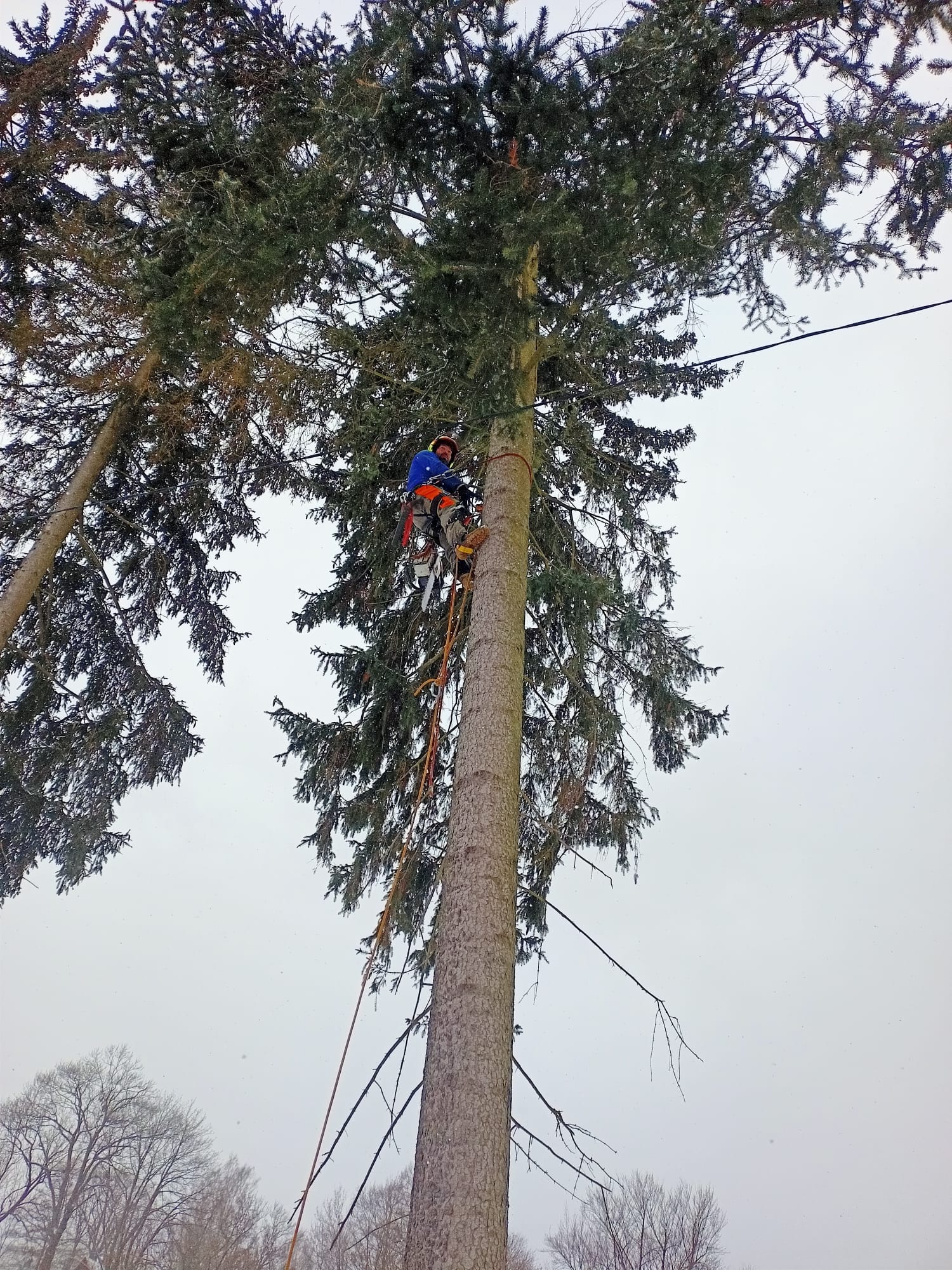 Rizikové kácení - Minkovič foto 5