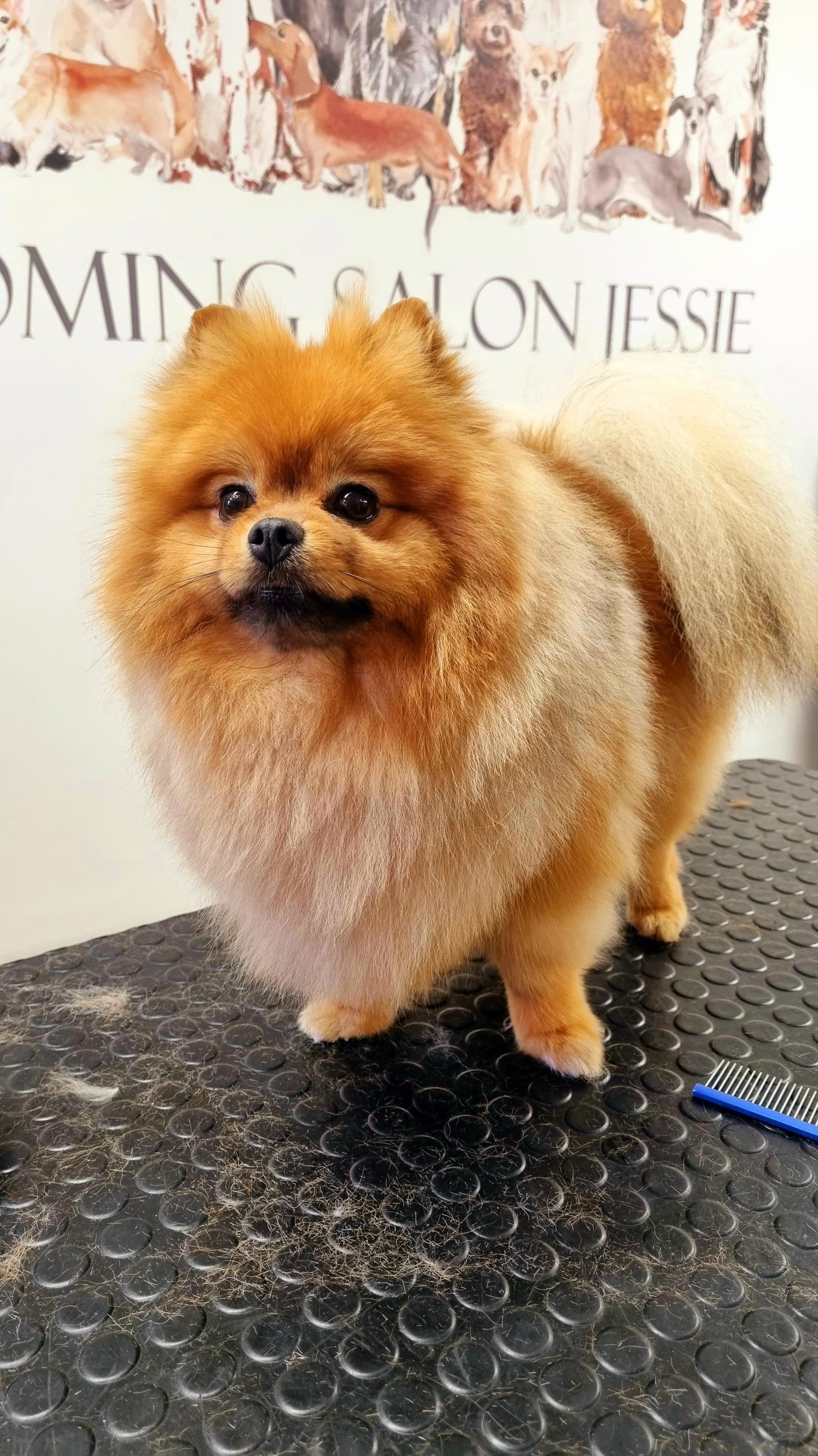 Psí Salon Jessie foto 3