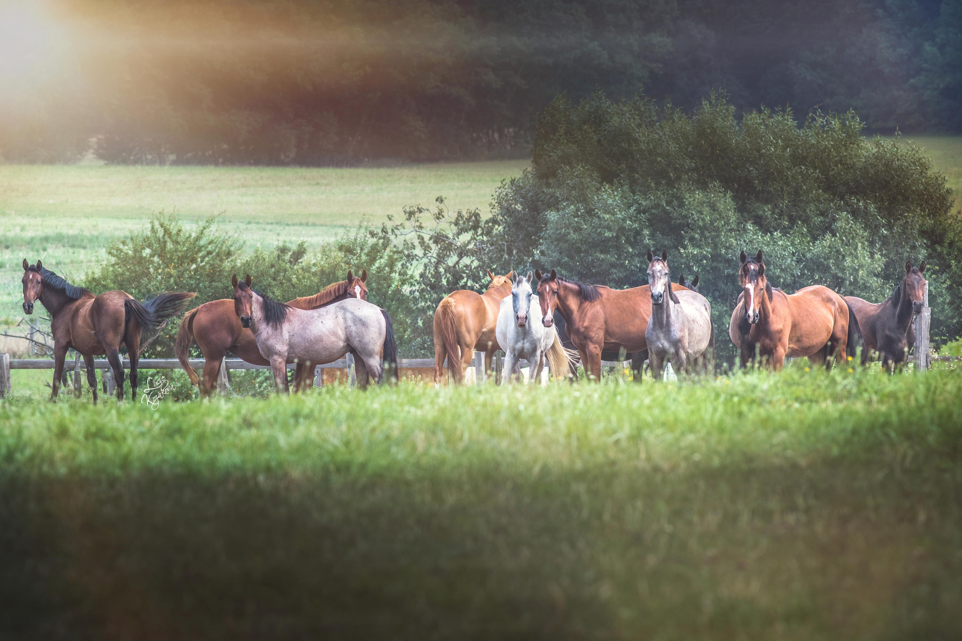 Ranč u Tuffa foto 2
