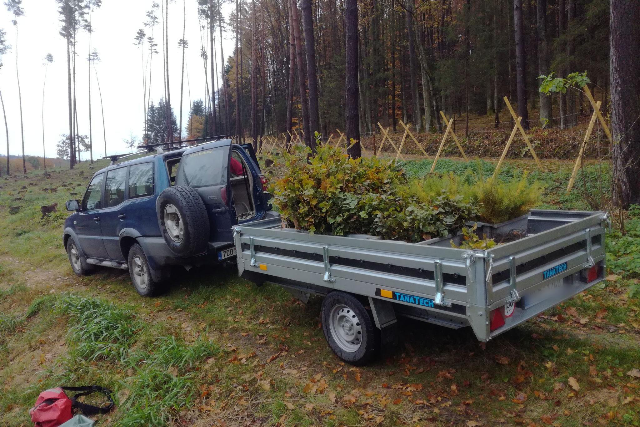 Lesní práce - Obnovles