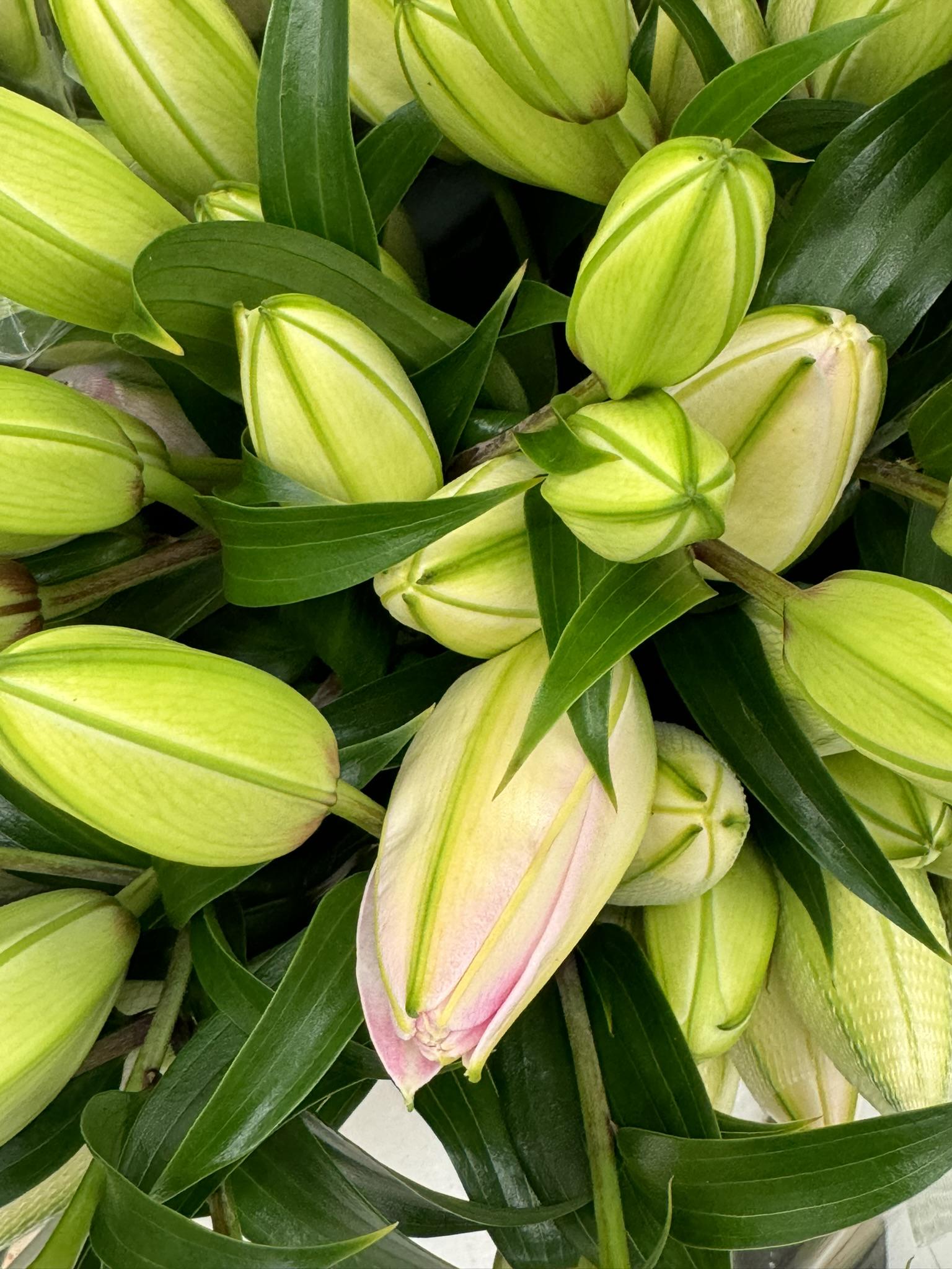 St. Gabriel Cash & Carry Praha foto 2