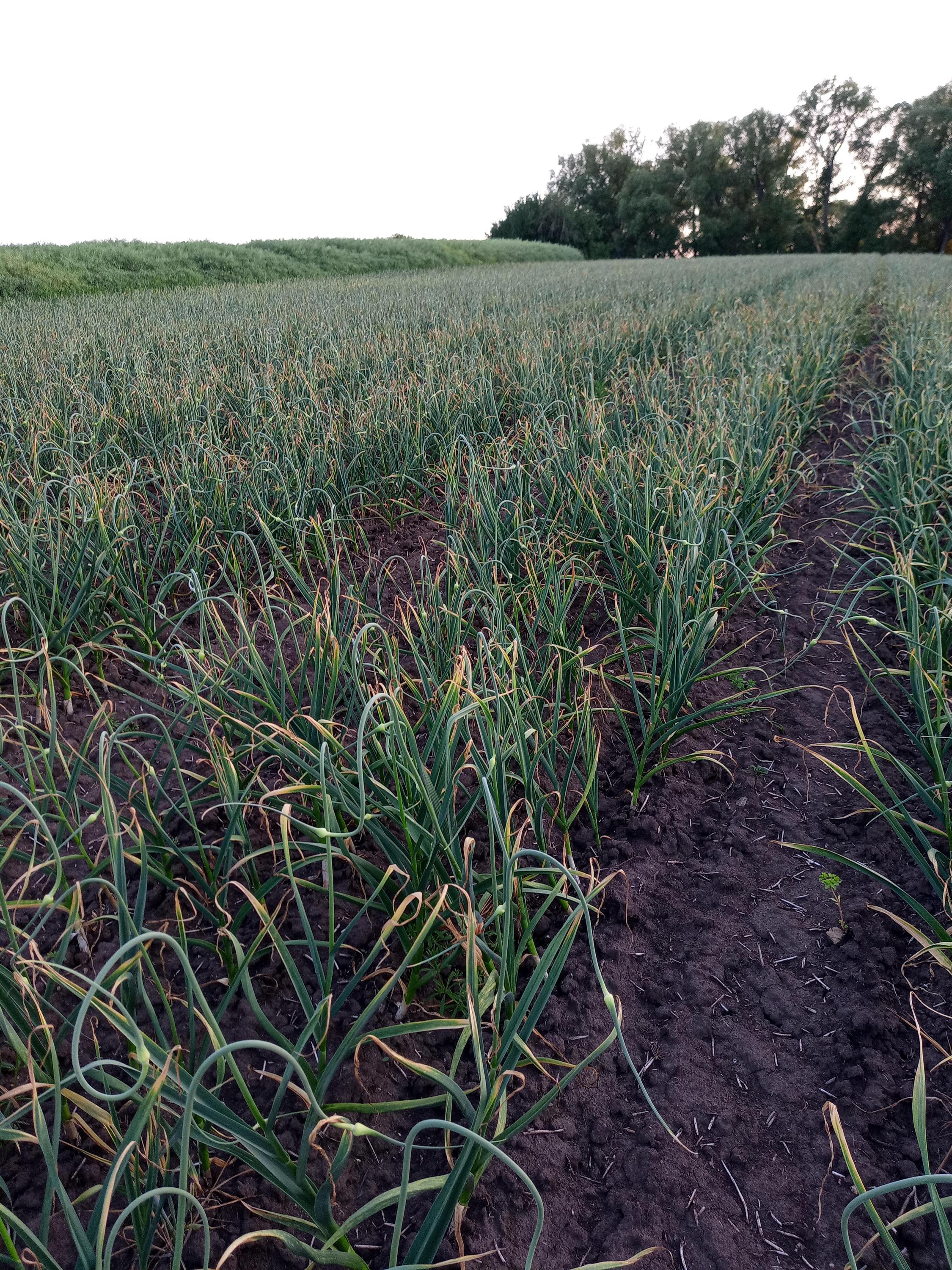 Jaroslav Kubíček - zemědělská farma foto 5