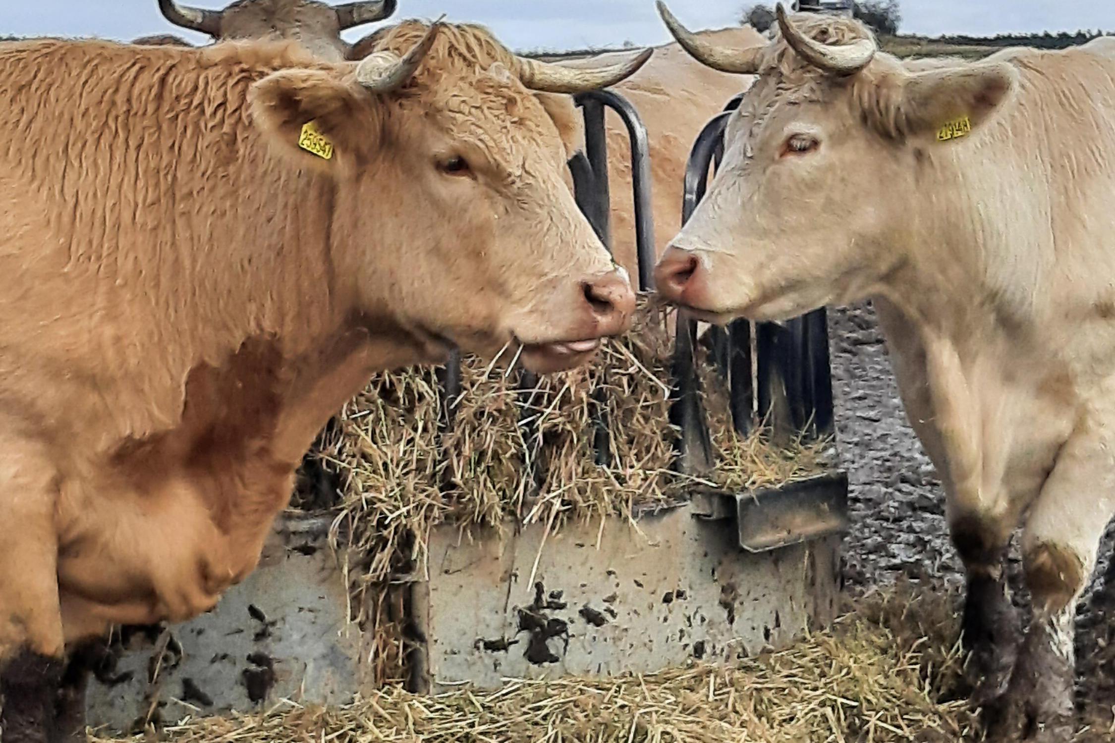 Farma Ševčíkovi - Ing. Jana Ševčíková