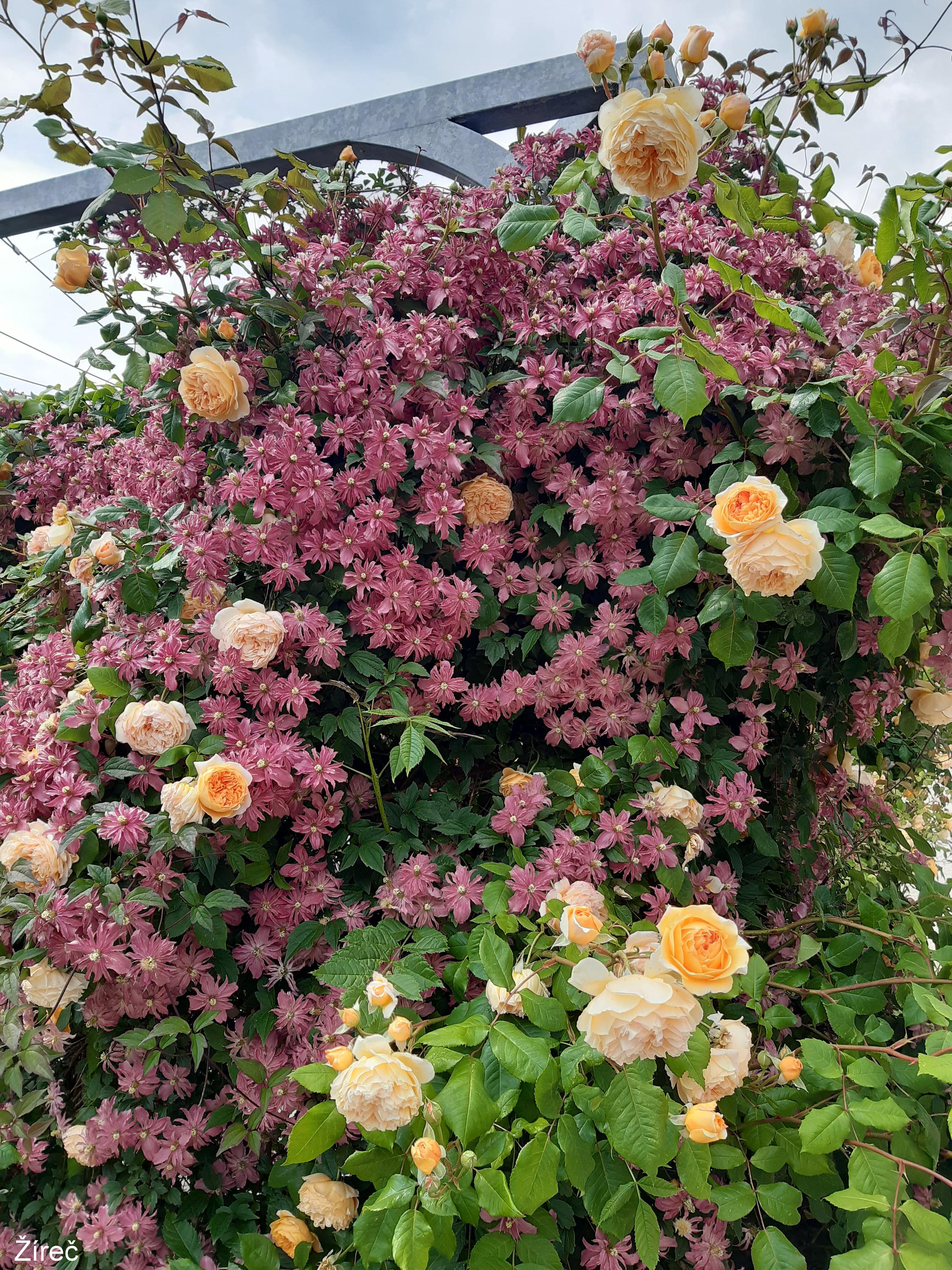 Bylinková zahrada Josefa Kamela foto 3