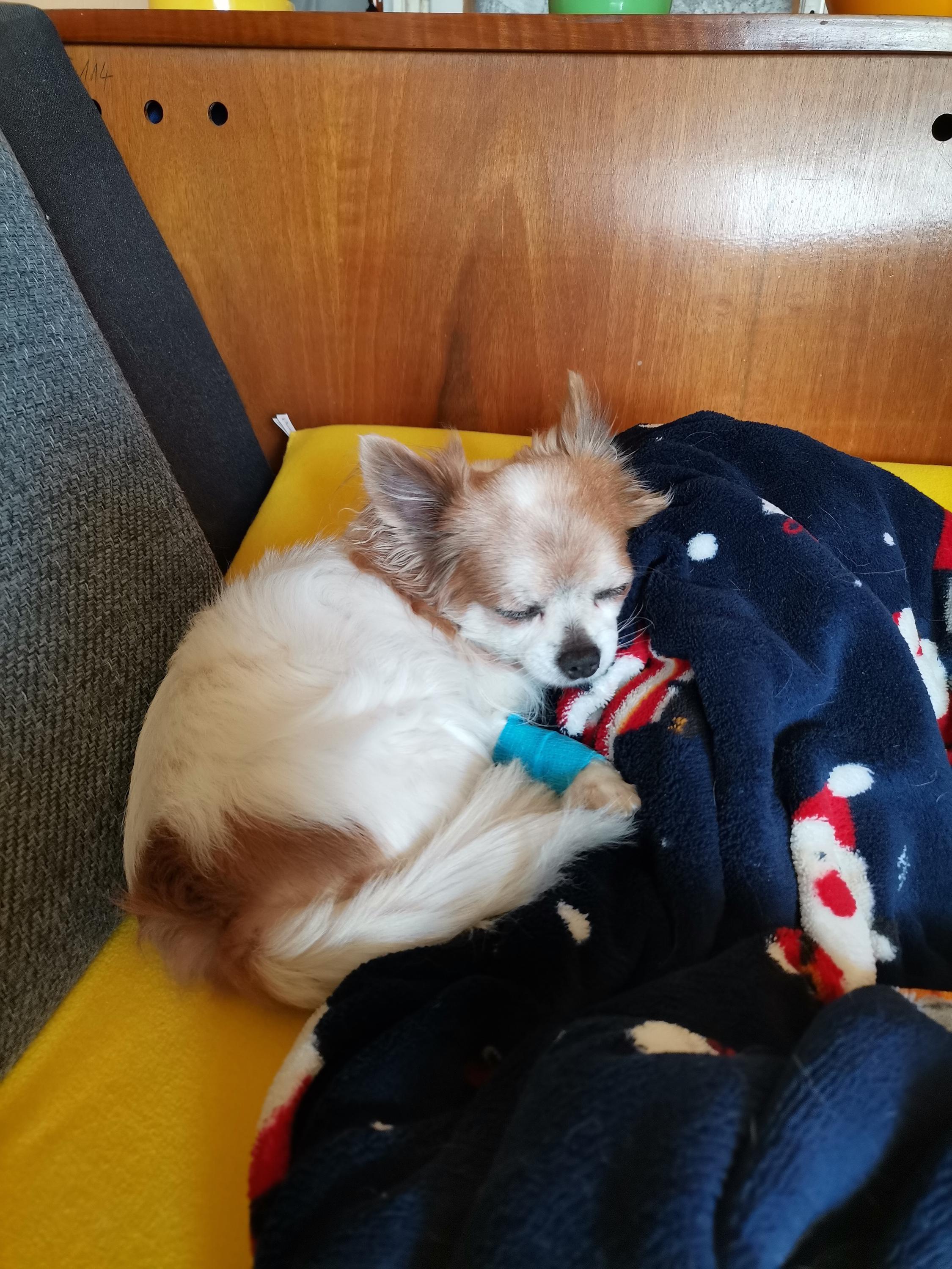 MVDr. Natalija Krčková N-VET foto 6