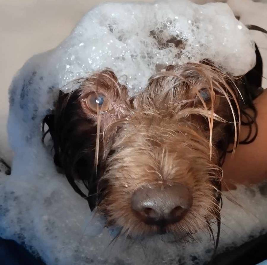 SPA perličková lázeň a ozonoterapie pro psy