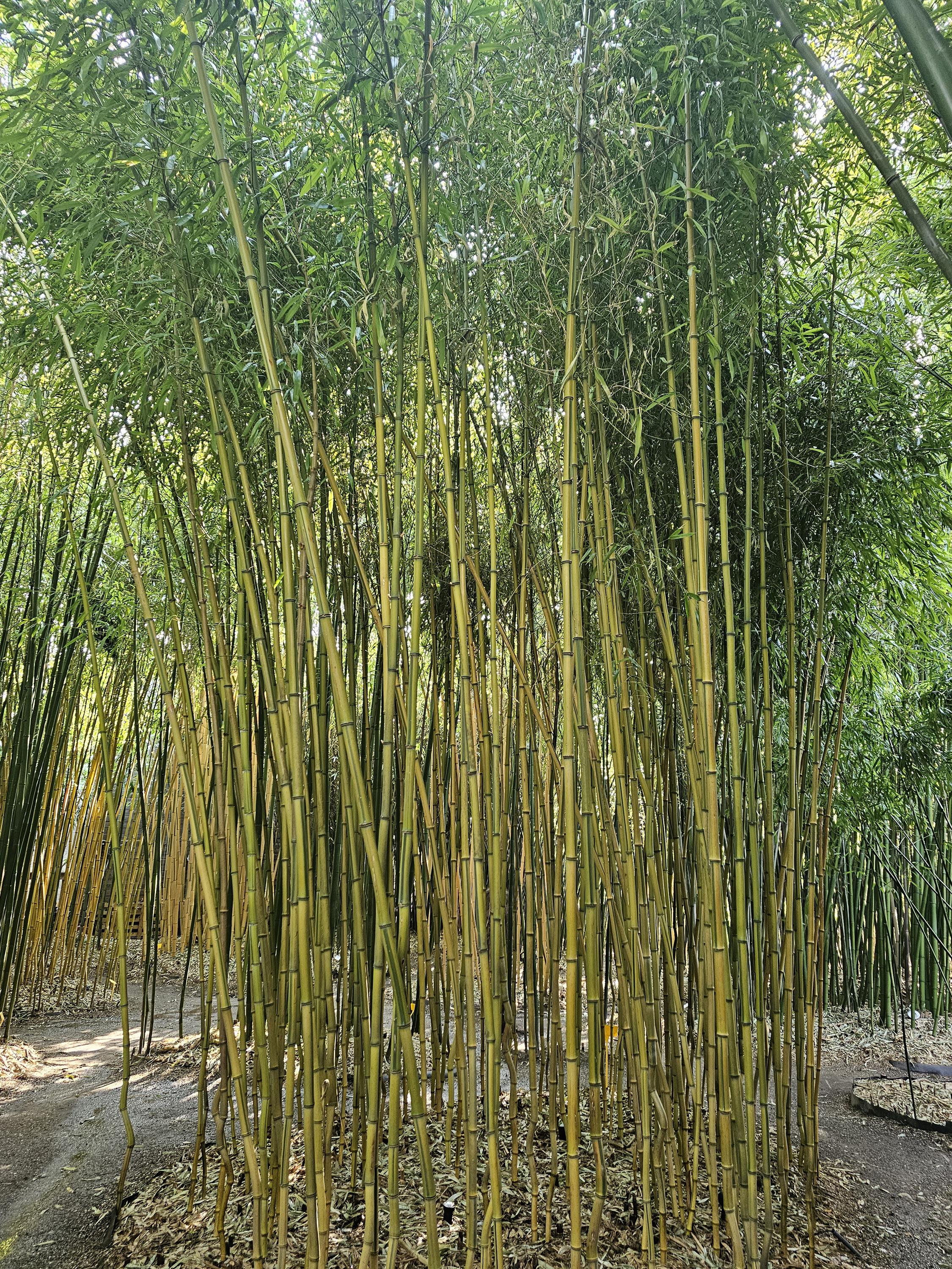 Údržba zeleně Růžička, s.r.o. foto 3