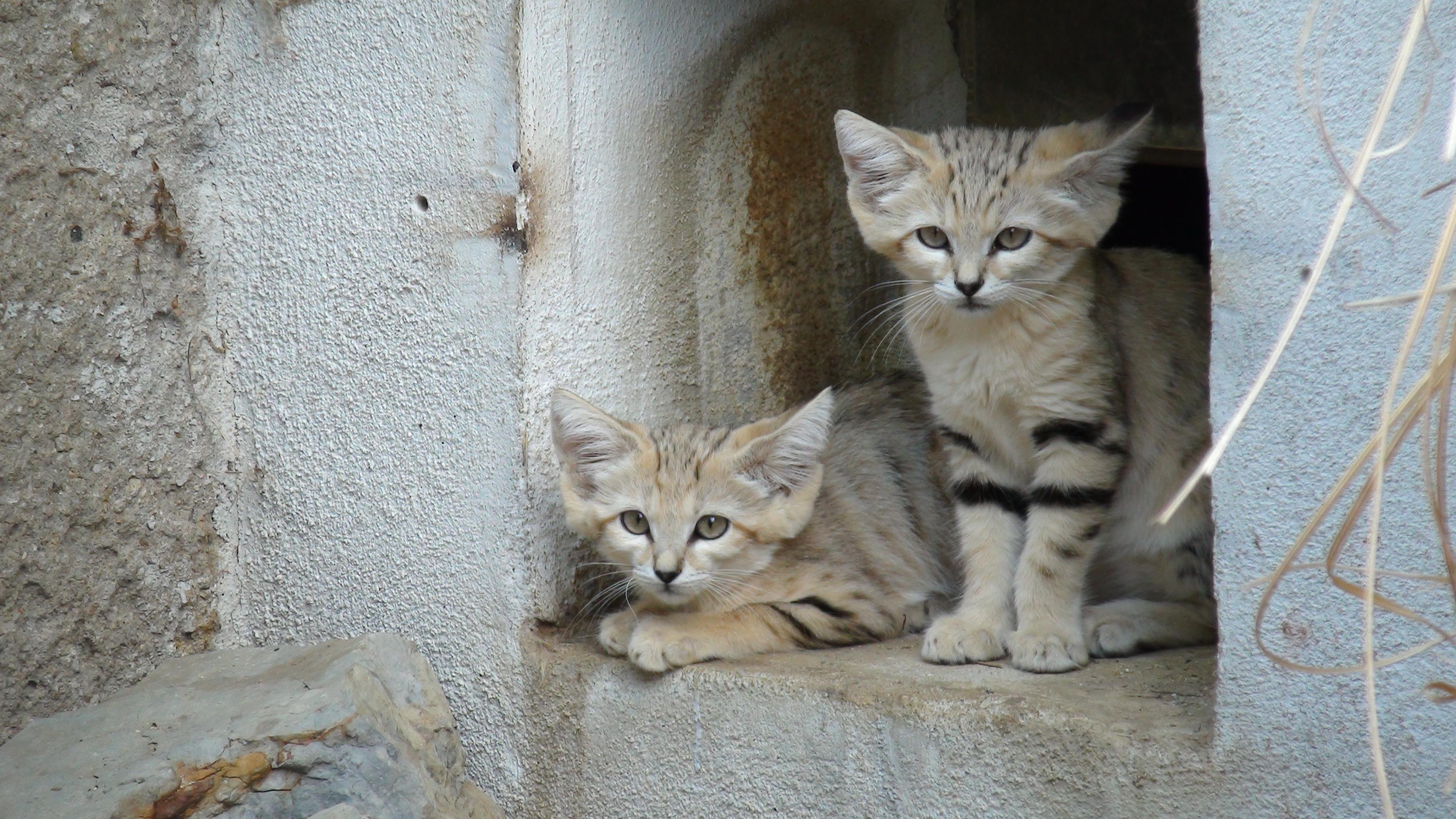 Zoo Brno a stanice zájmových činností foto 5