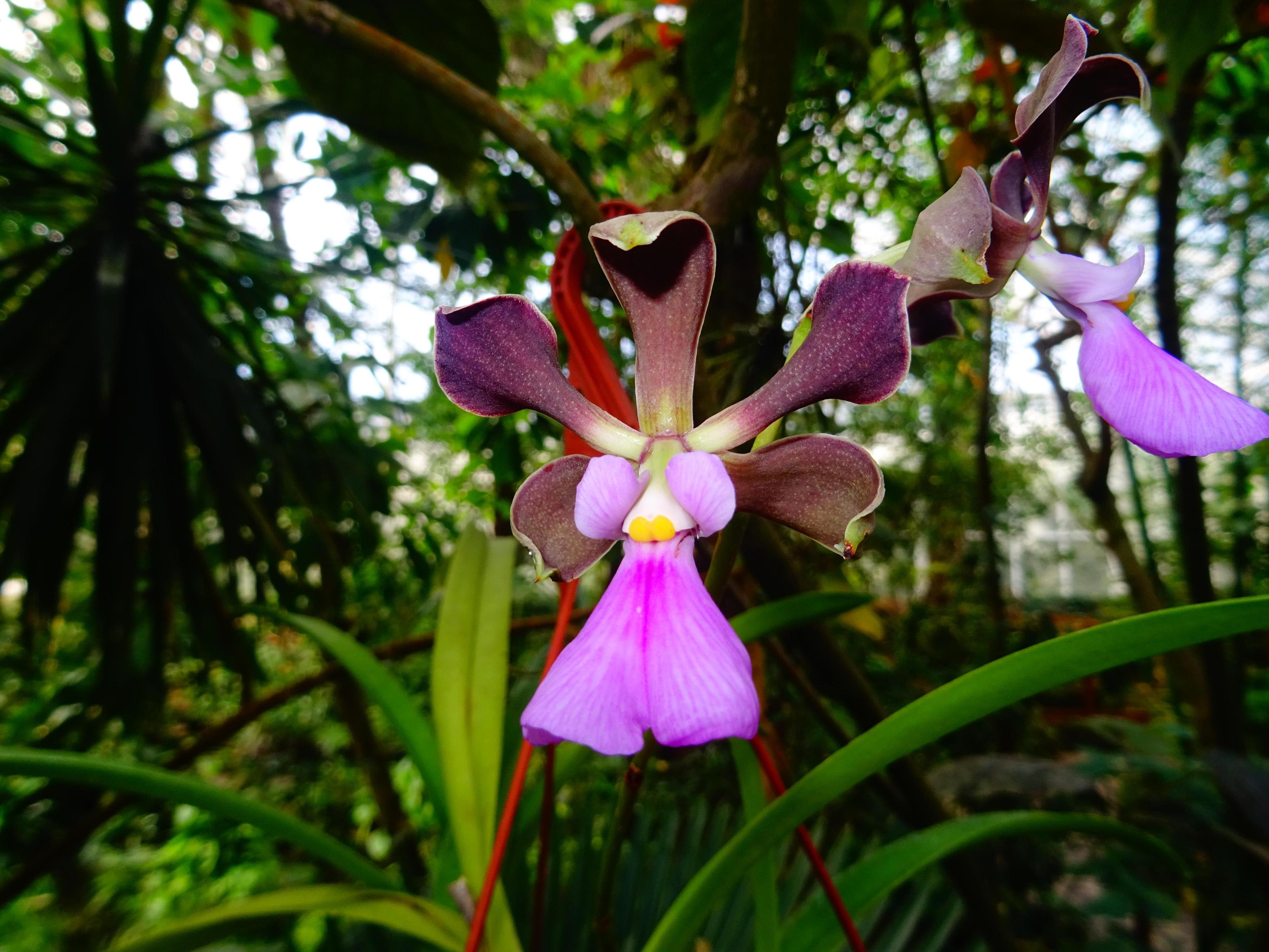Botanická zahrada Teplice foto 6
