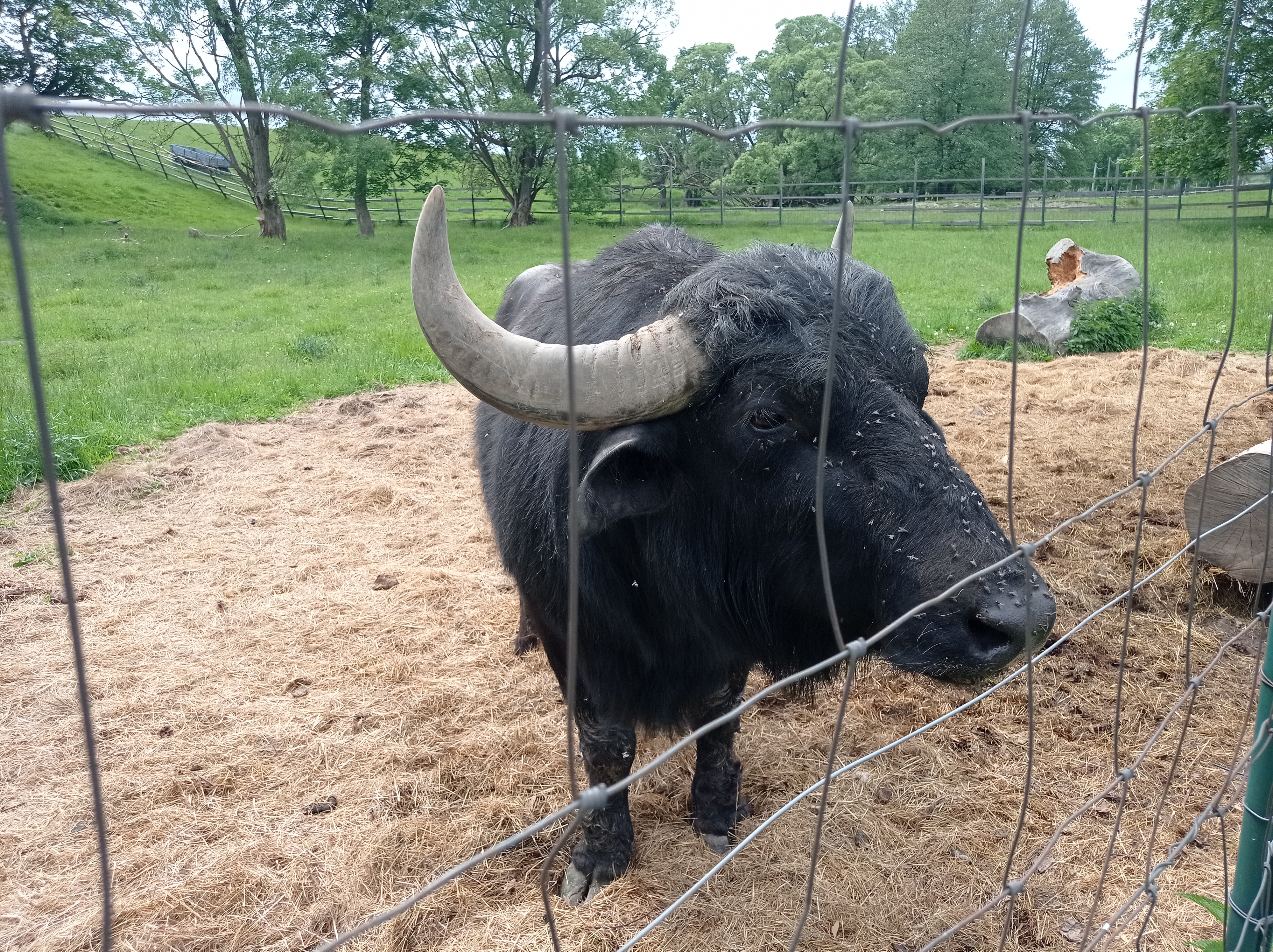 Zoopark Holčovice foto 6