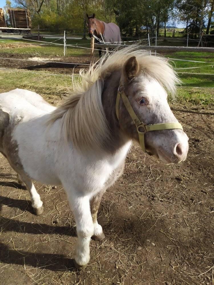 Chov a výcvik koní Petr Kub foto 4