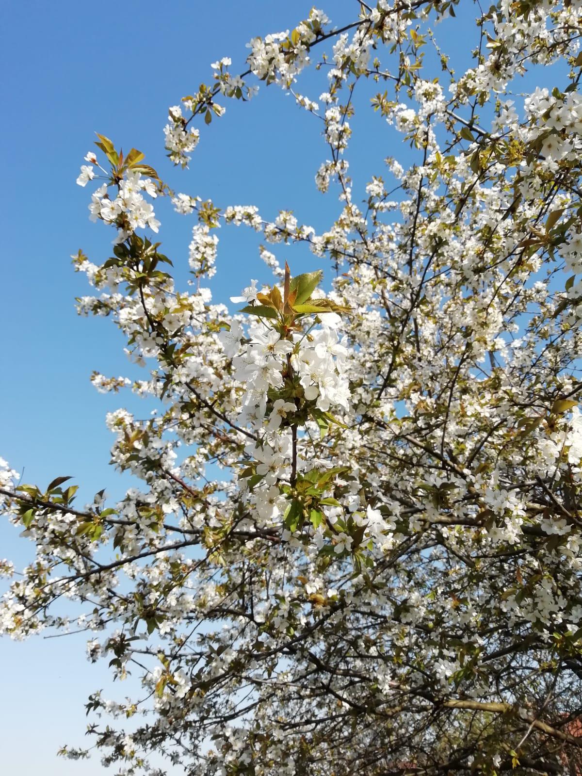 Stříhání psů Ilona Doležalová foto 6