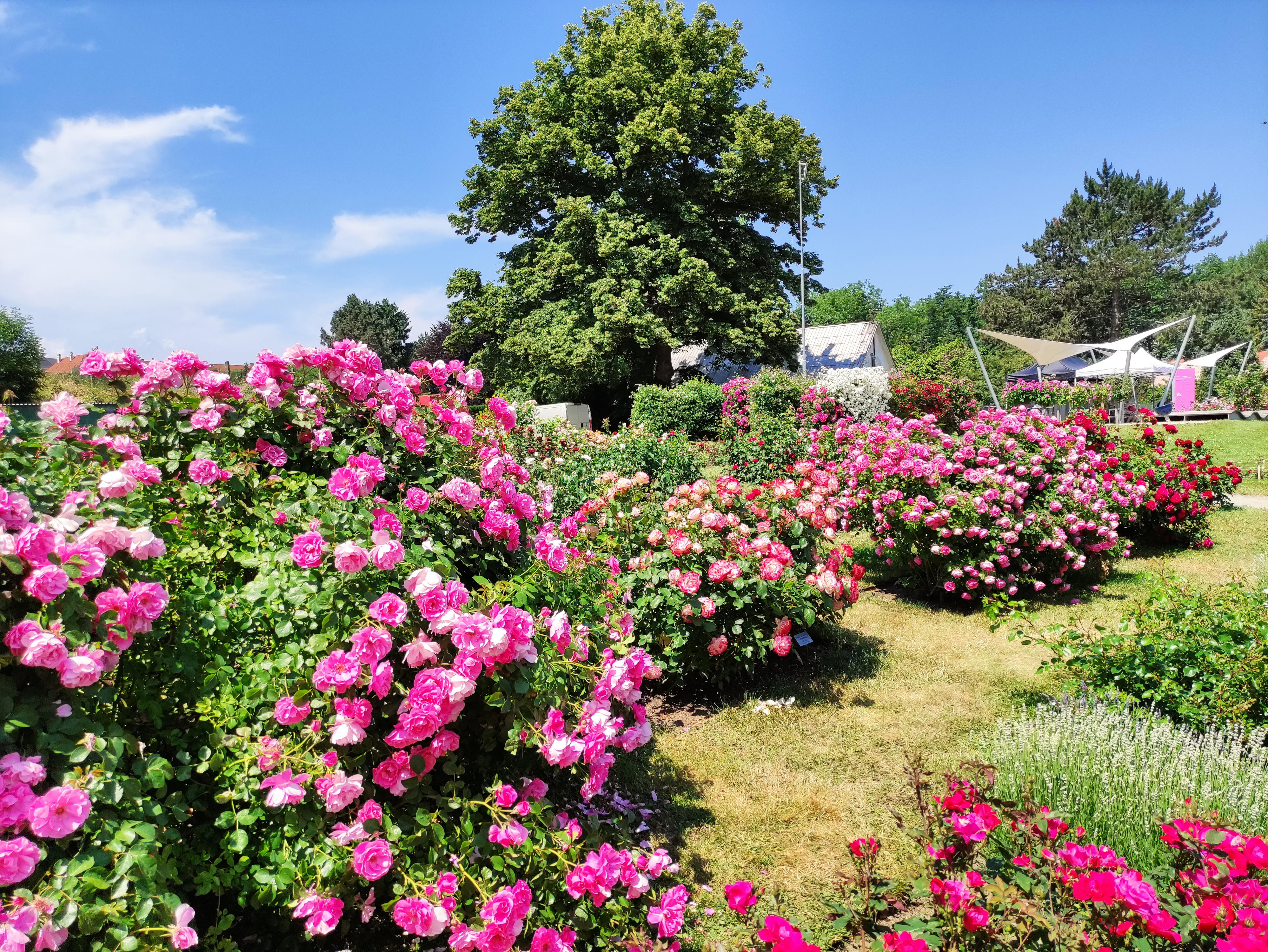 Botanická zahrada a Zahrada smyslů