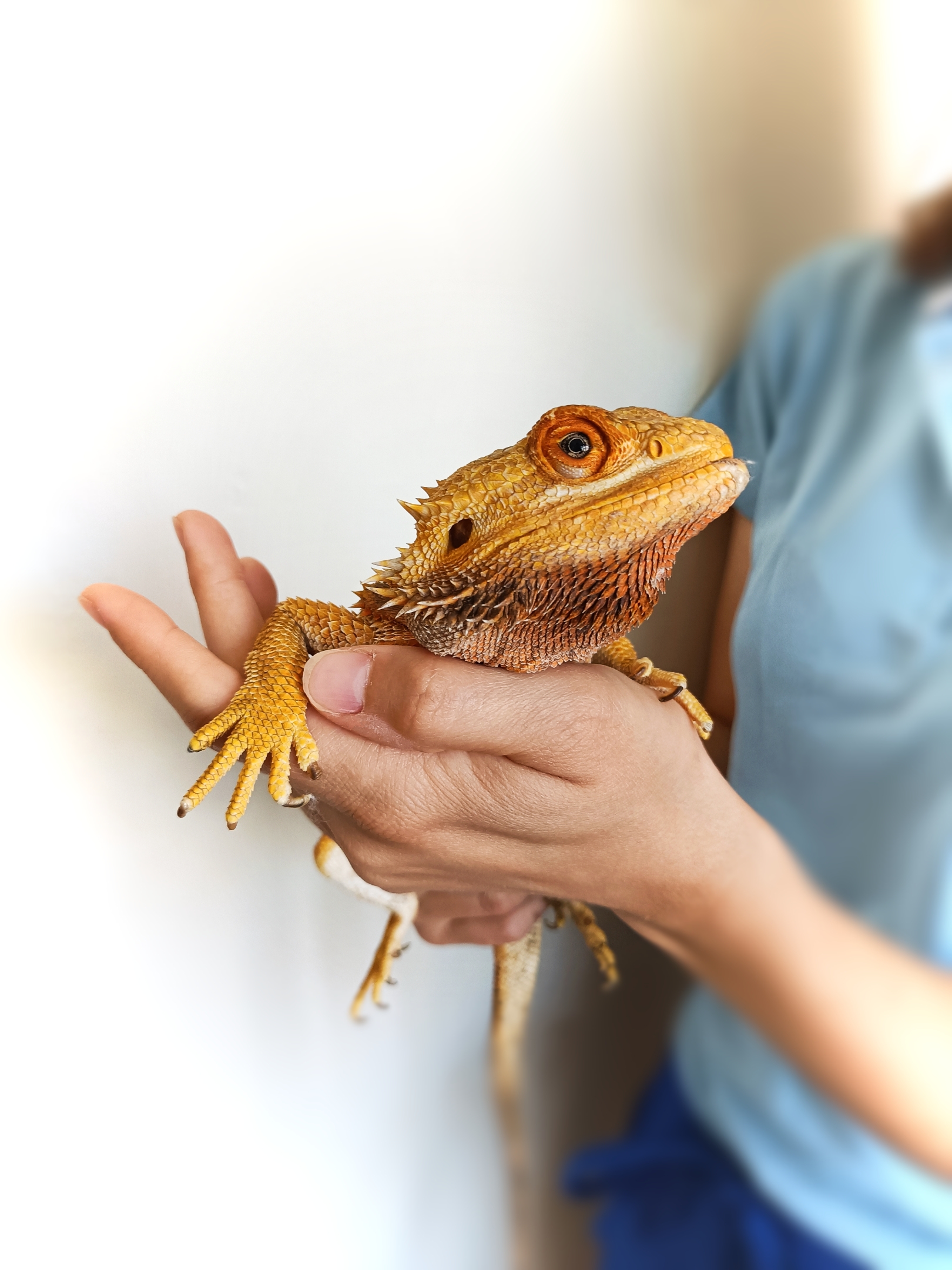 Veterinární ordinace ExoCare, MVDr. Kristýna Pouzar Pokrupová foto 2