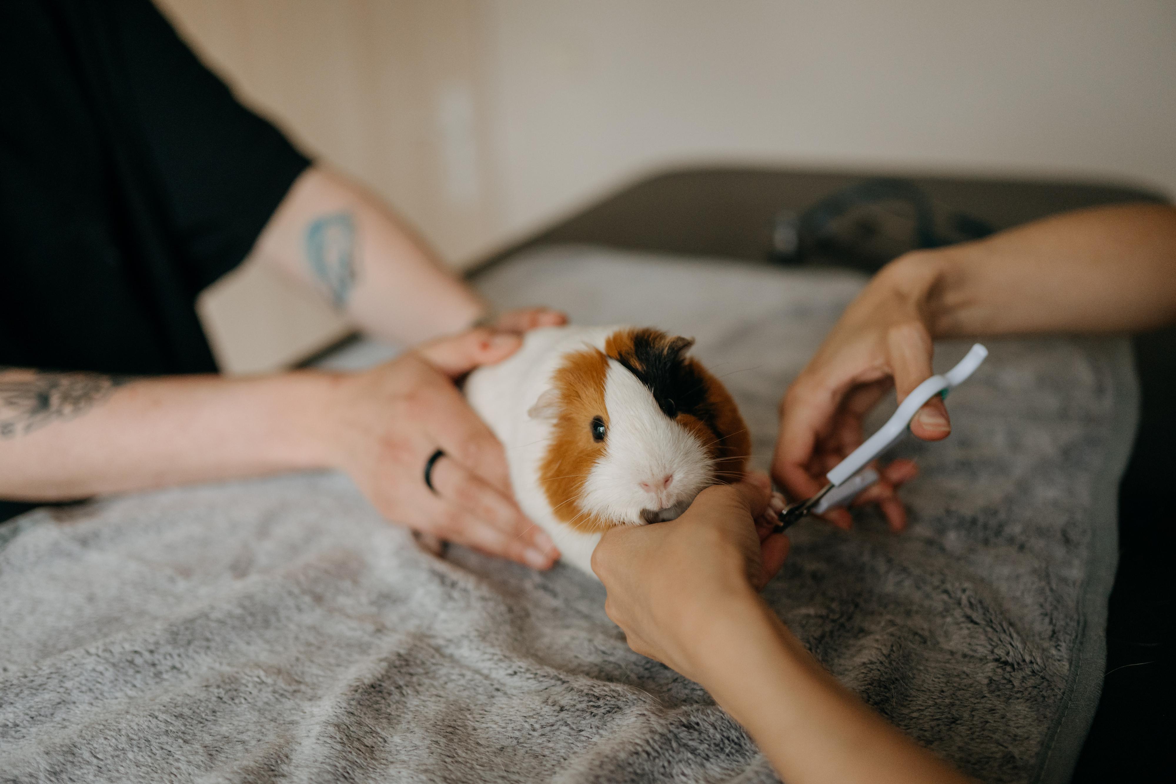 Veterinární ordinace ExoCare, MVDr. Kristýna Pouzar Pokrupová foto 6