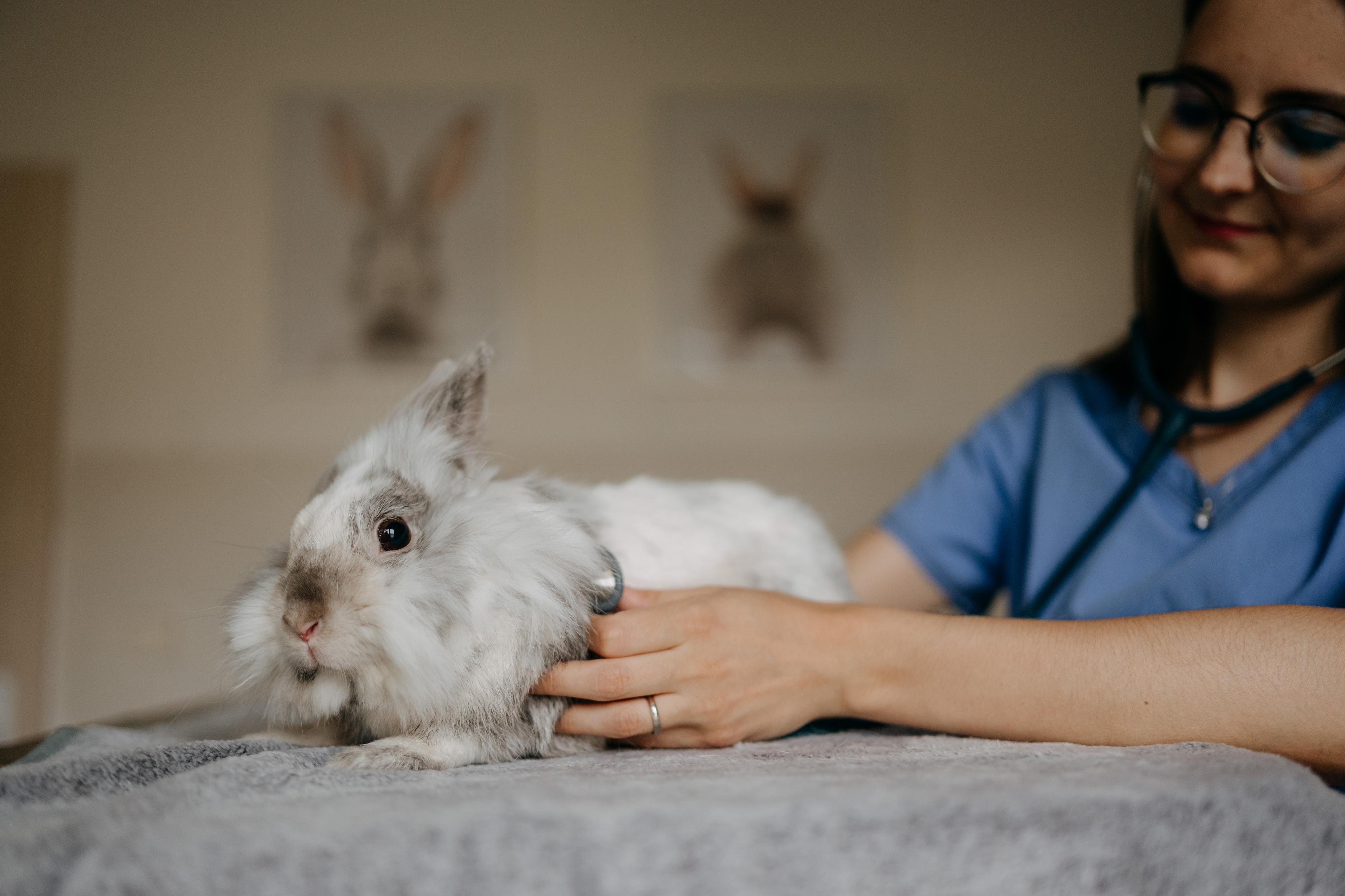 Veterinární ordinace ExoCare, MVDr. Kristýna Pouzar Pokrupová foto 3