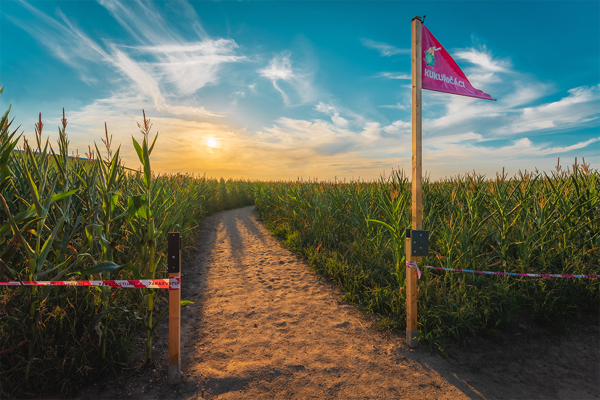 Kukuřičáci – Obří kukuřičné bludiště Litomyšl foto 4