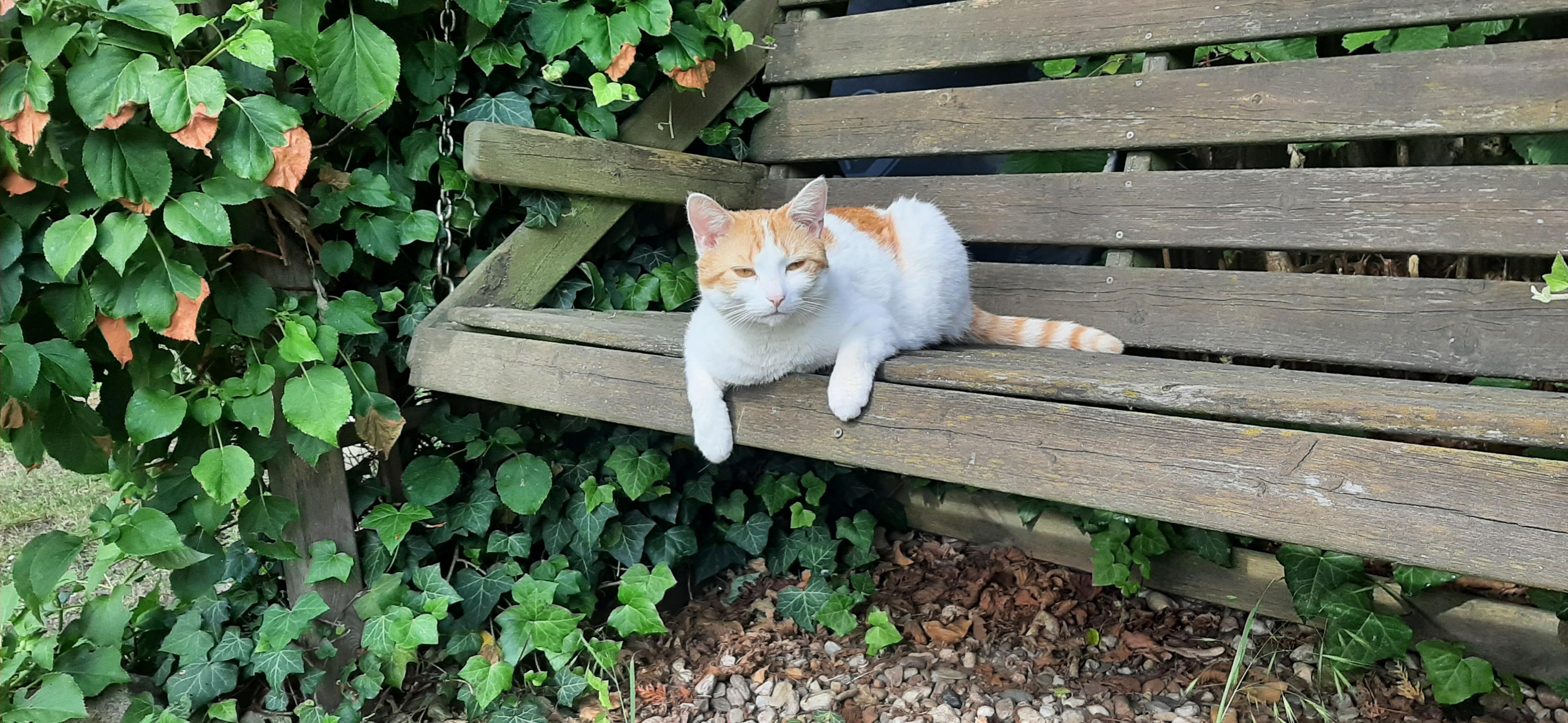 Kočičí chůva Hradec Králové foto 4