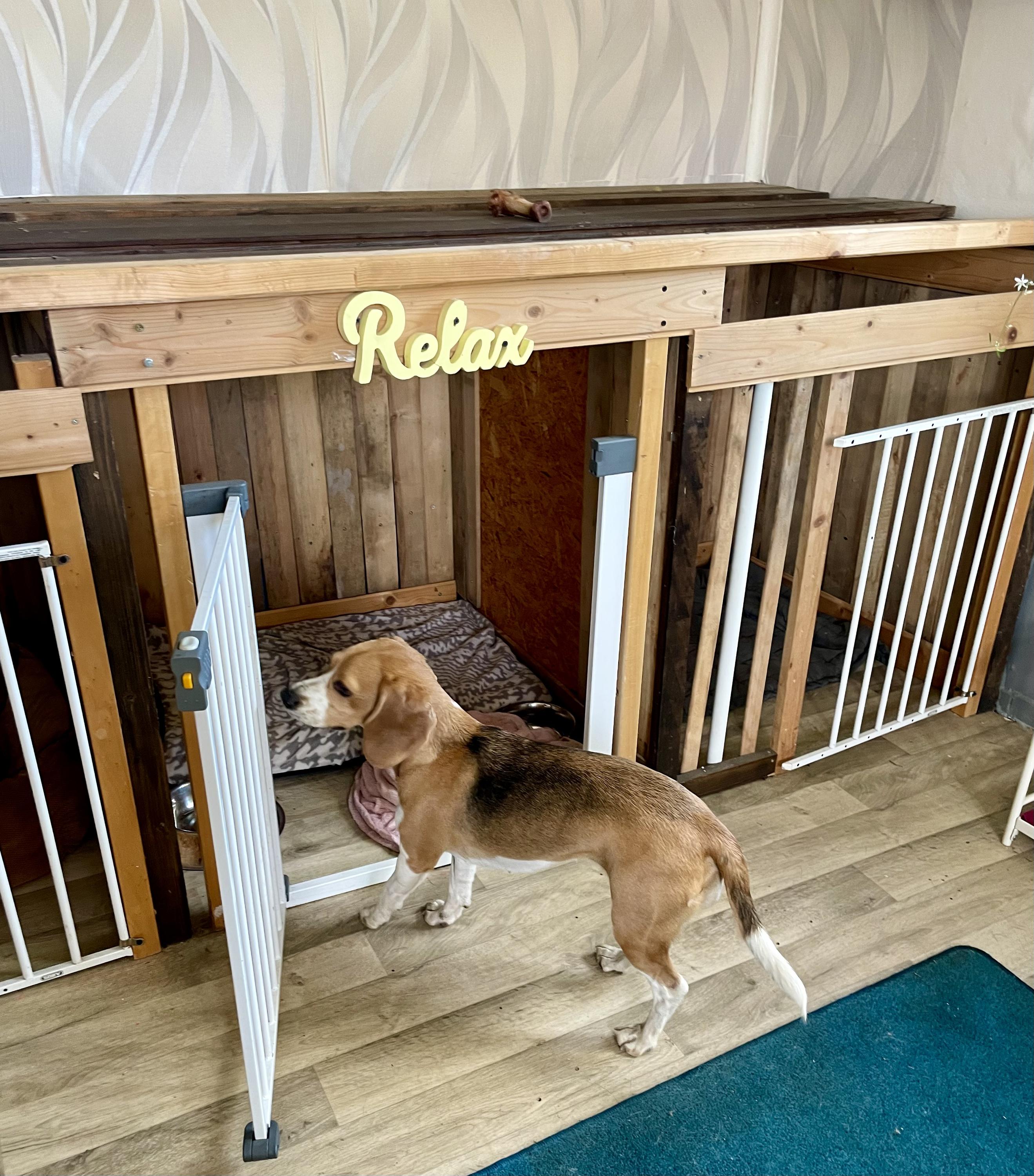 Psí školka a hotel - Edita Bartošová foto 3