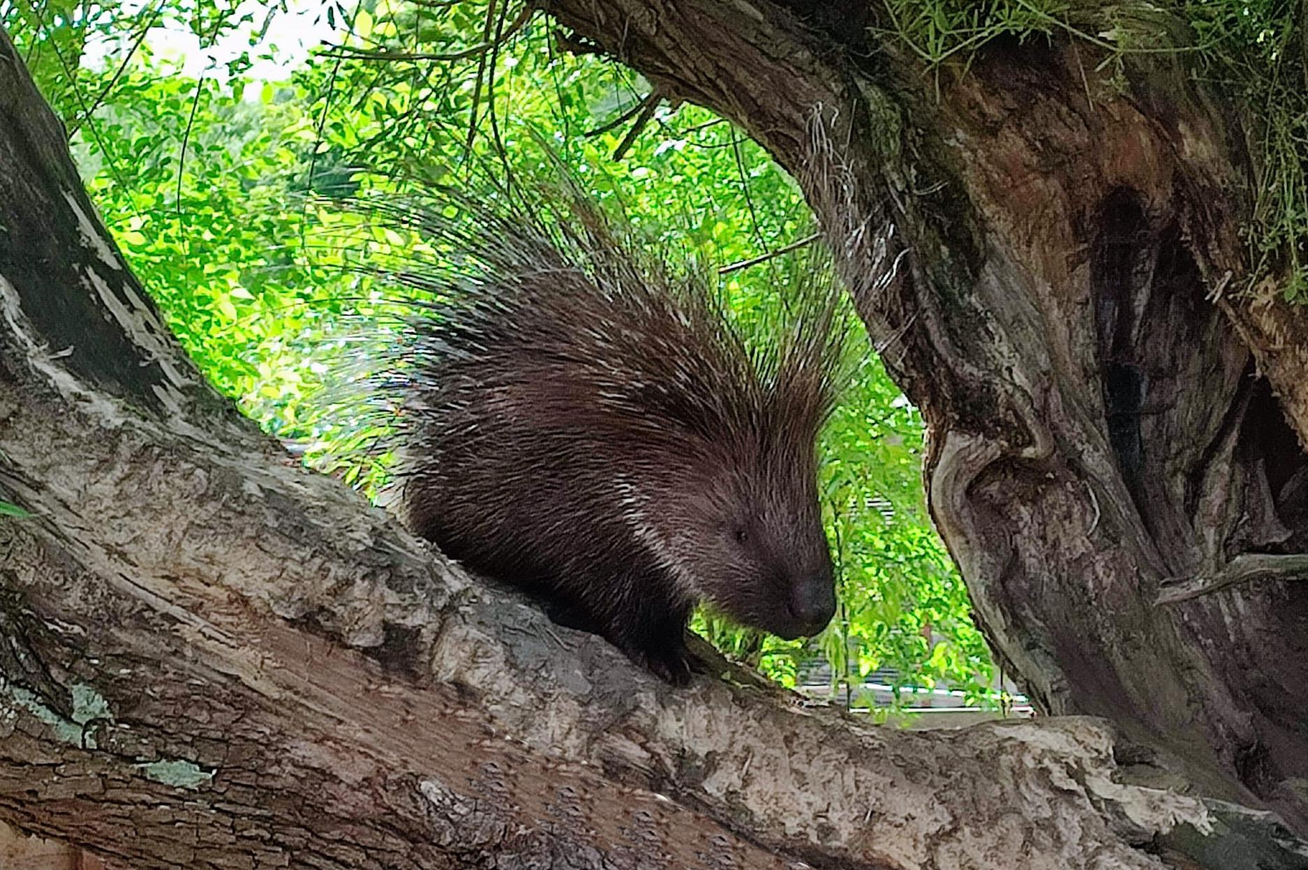 Azyl zvířat & FaunaPark Blondies MiniZOO