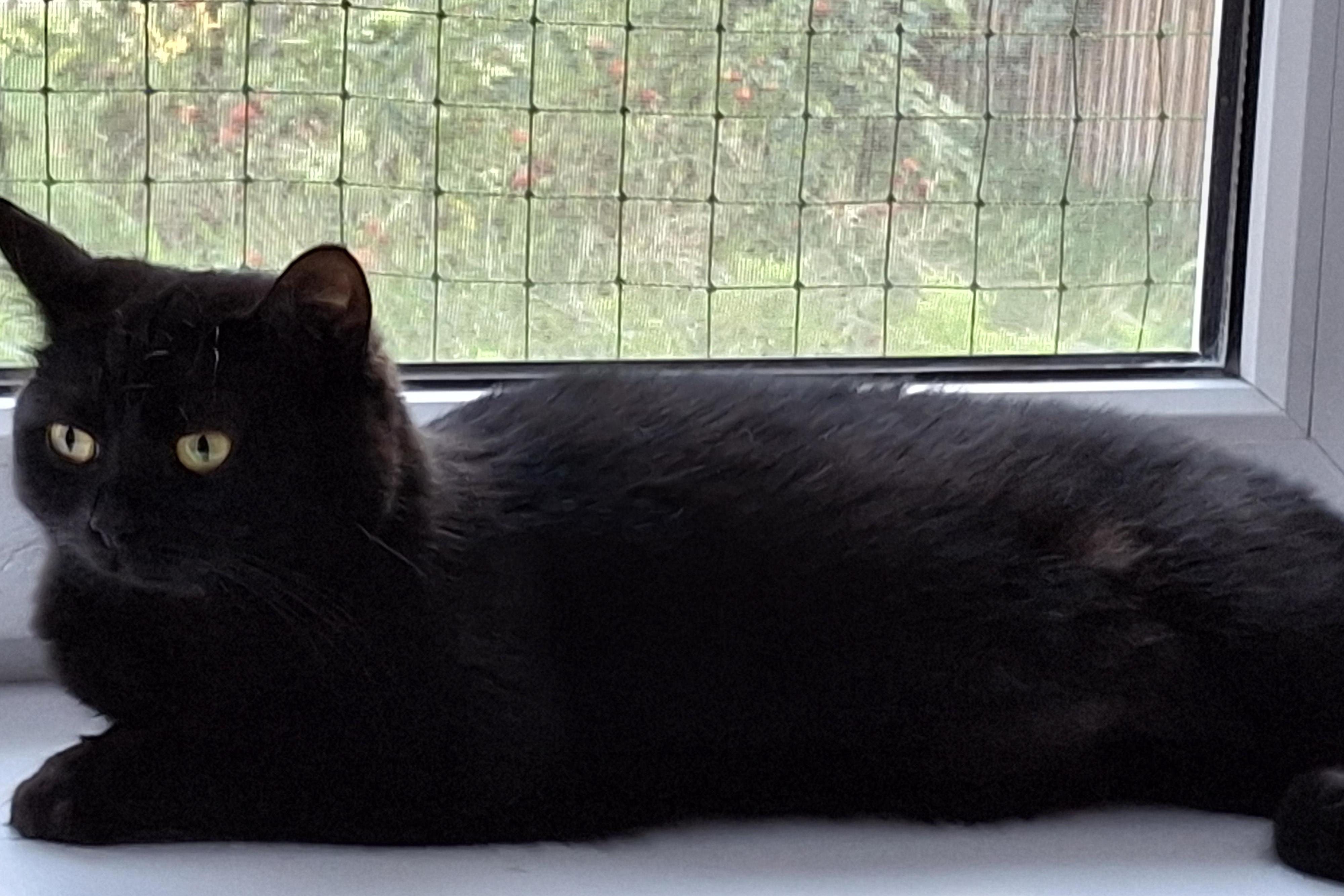 Kočičí hotel U Blanky