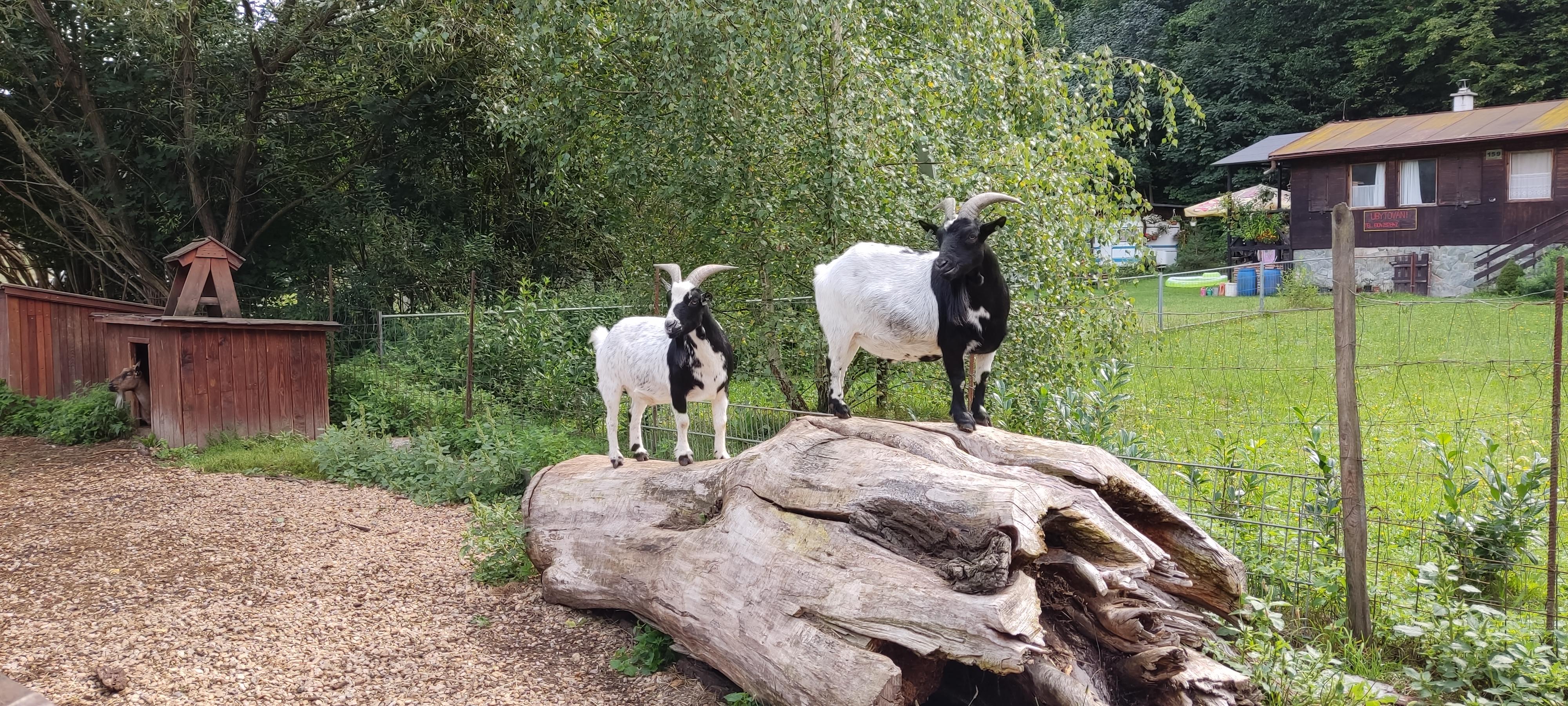 Kemp Zrcadlová Koza foto 3