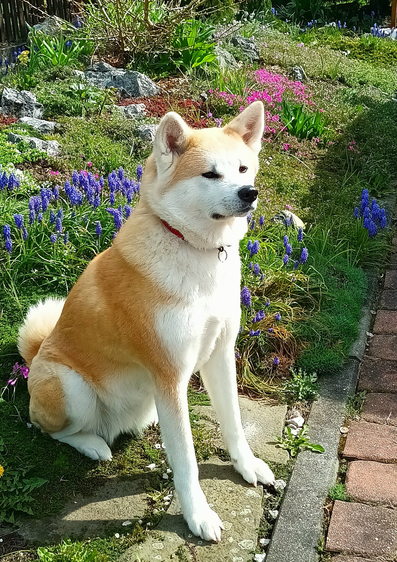 Akita Inu Chovatelská stanice - Fuji No Shibuya foto 5