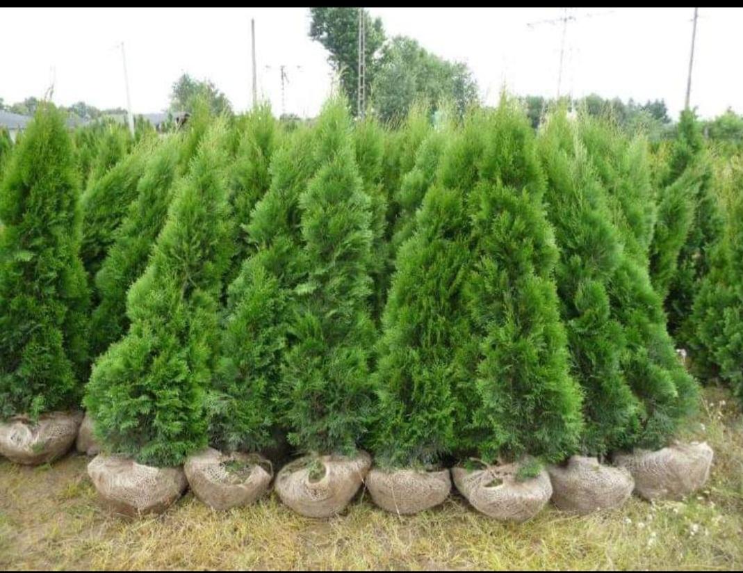 Okrasné túje Smaragd foto 2