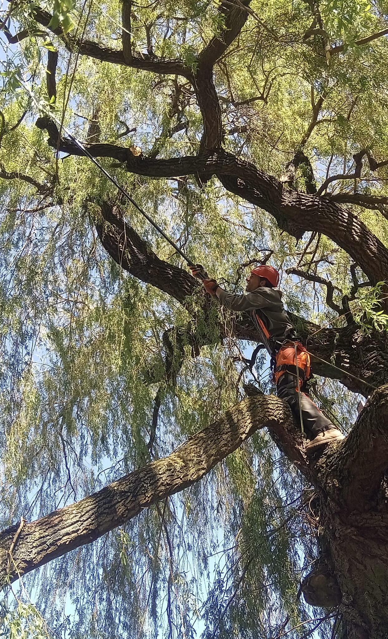 SAD ZAHRADA LES s.r.o. foto 6