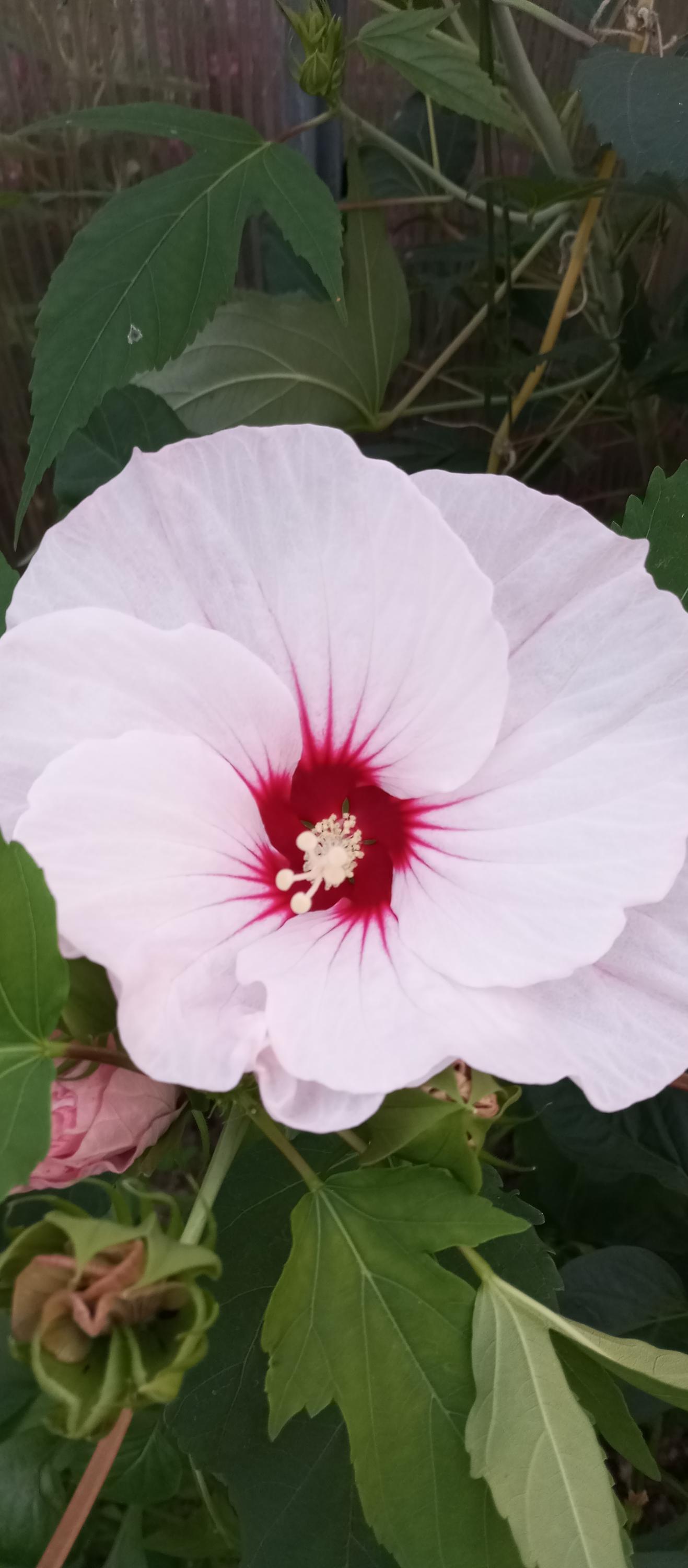 Zahradnictví Na Sušárně foto 2