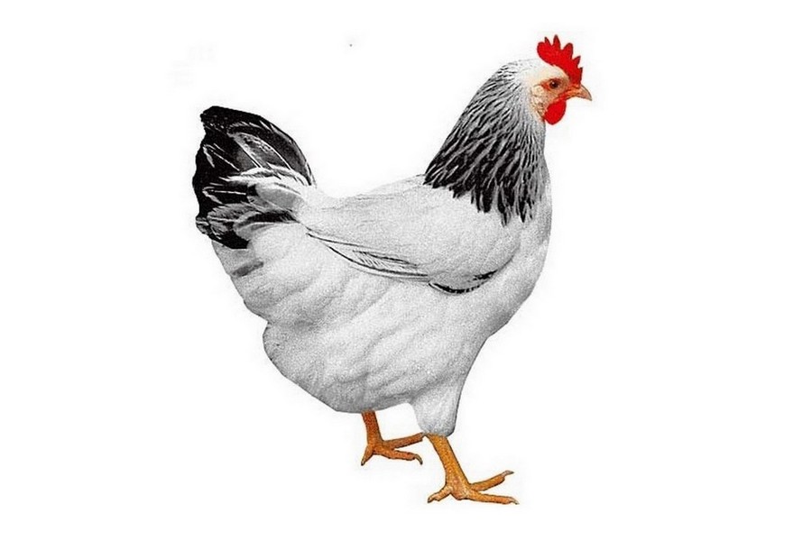 Dominant Sussex D104